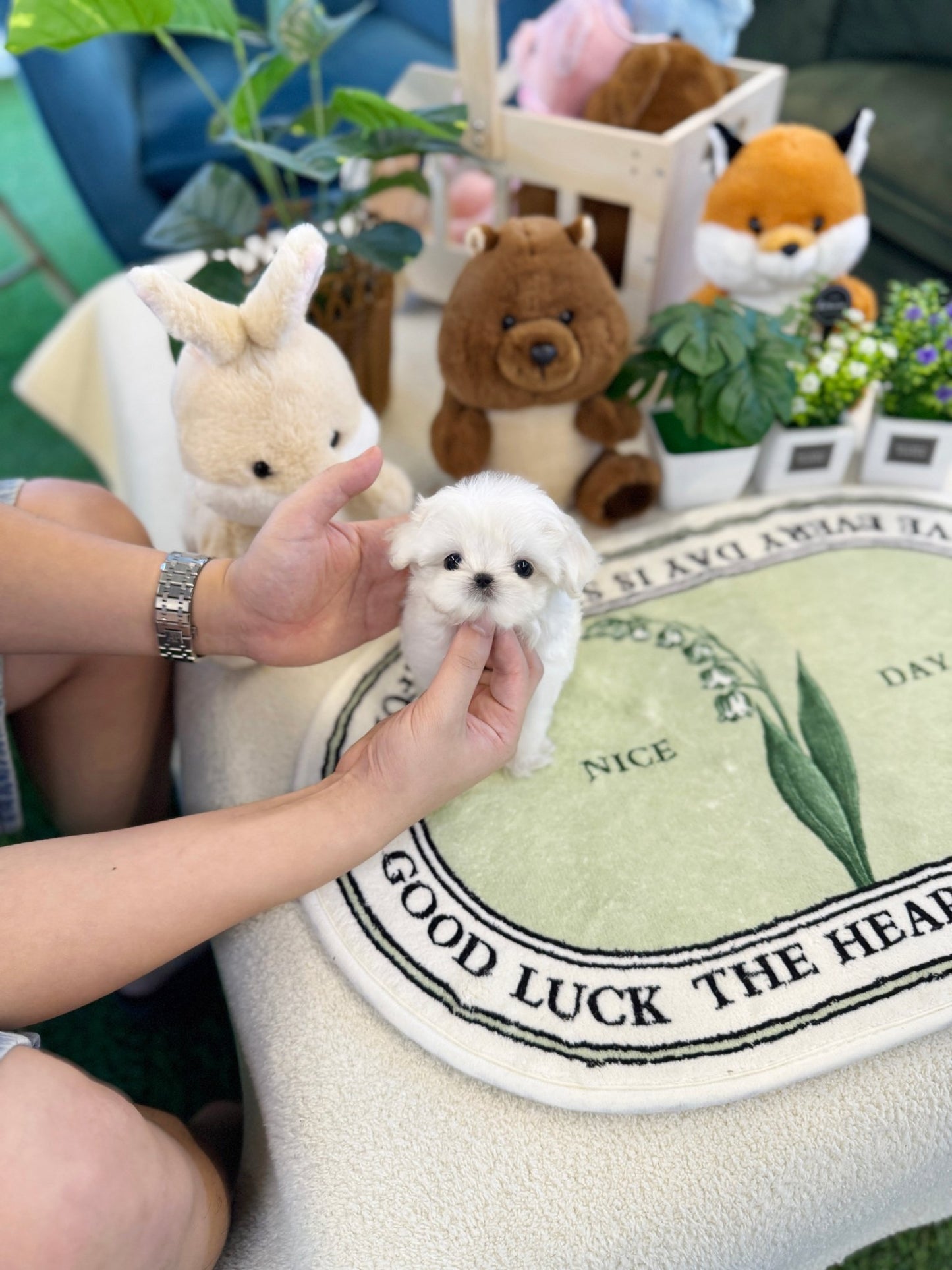 Maltese - Angel(Female) - Beautiful puppy teacup puppy with adorable features available for adoption from Velydog