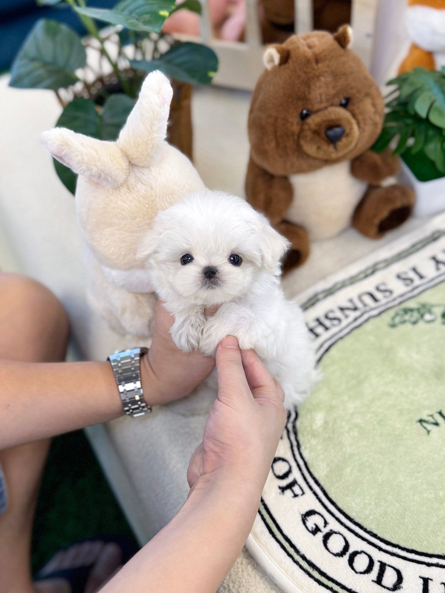 Maltese - Angel(Female) - Beautiful puppy teacup puppy with adorable features available for adoption from Velydog