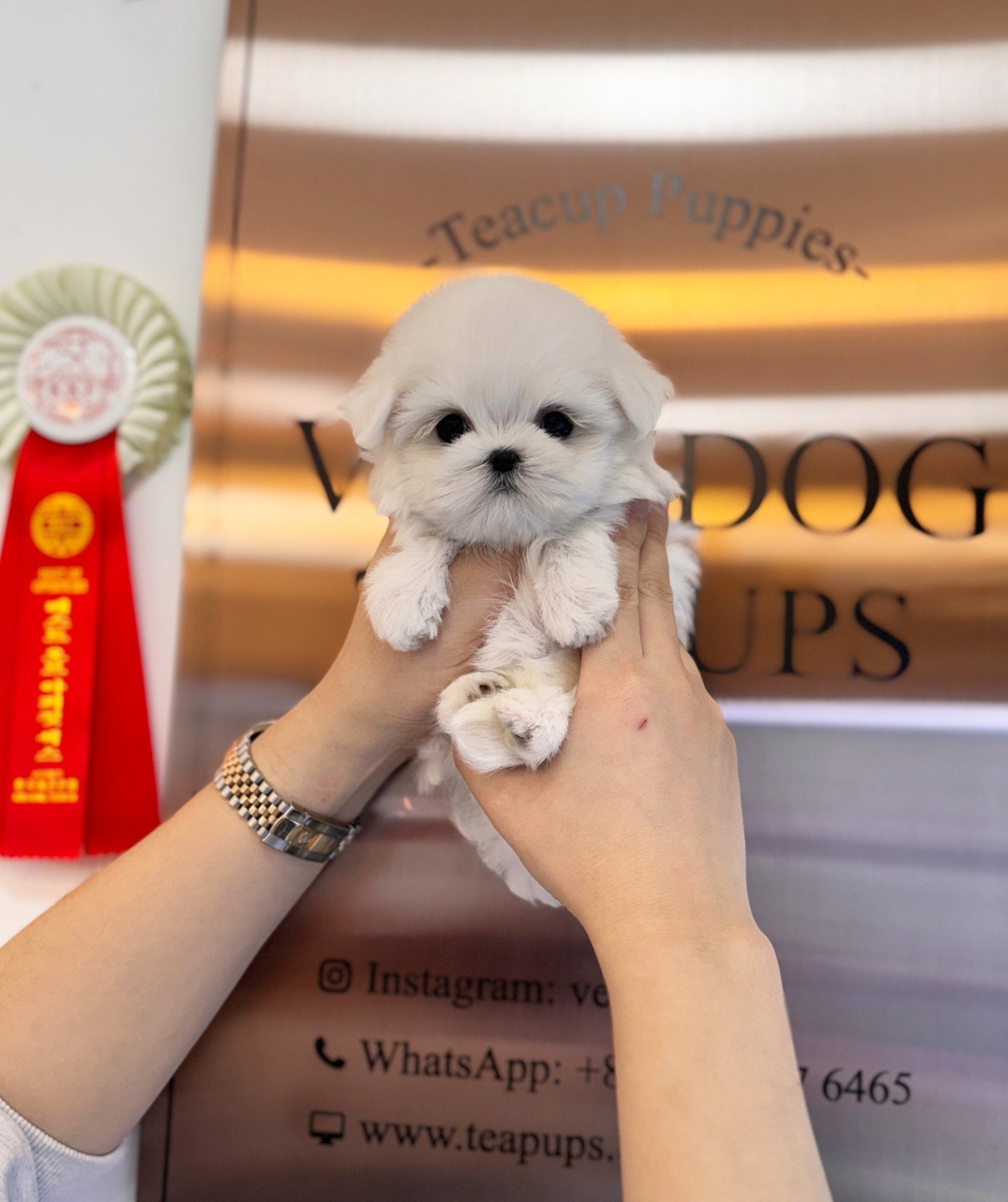 Adoption Where Can I Buy A Maltese Dog Teacup Maltese Puppy For