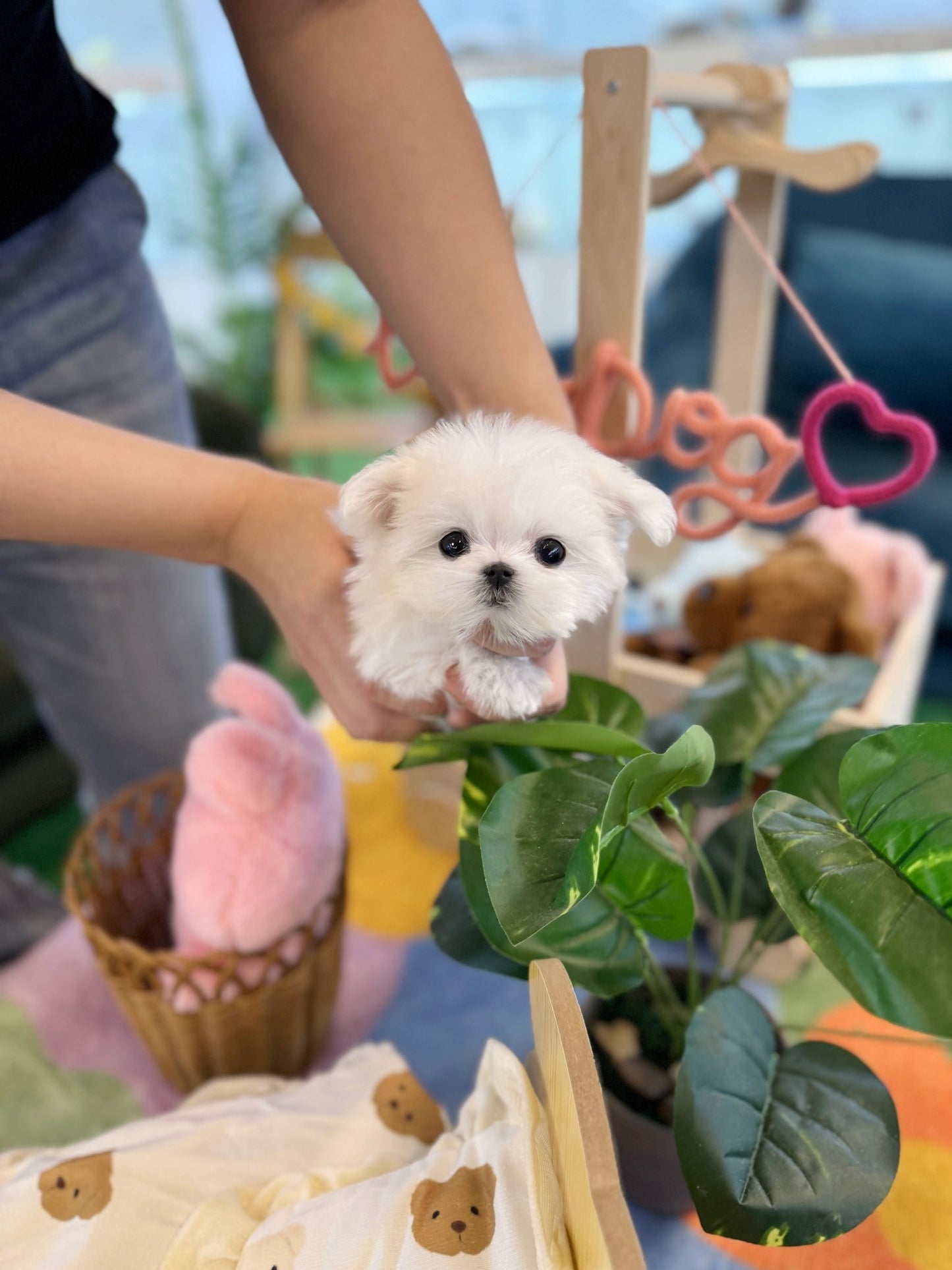 Maltese - Coca(Female) - Beautiful puppy teacup puppy with adorable features available for adoption from Velydog
