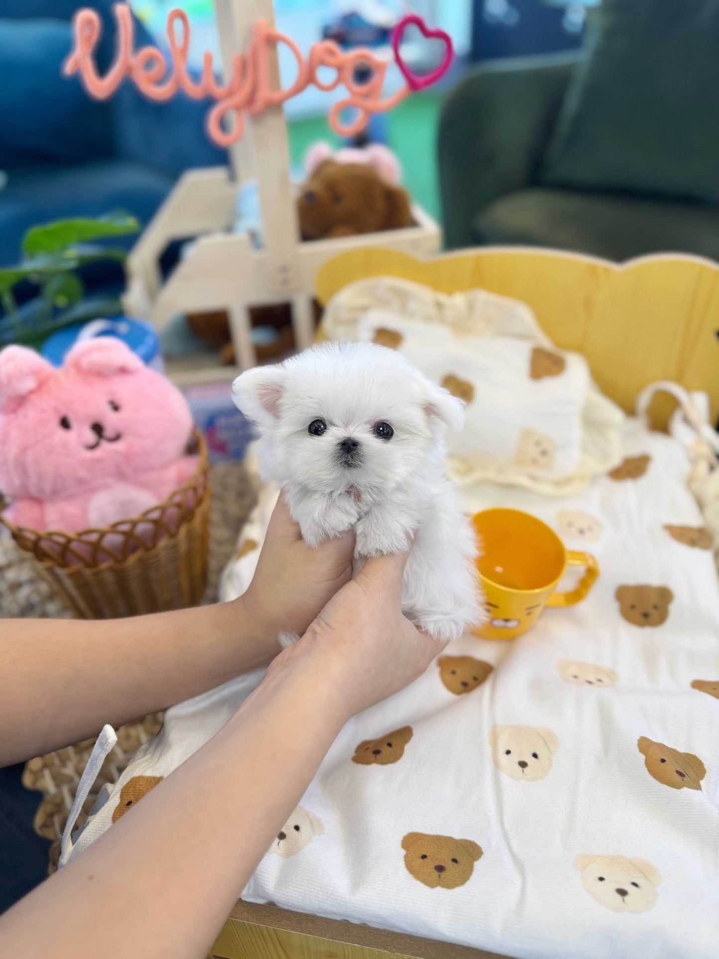 Maltese - Coca(Female) - Beautiful puppy teacup puppy with adorable features available for adoption from Velydog