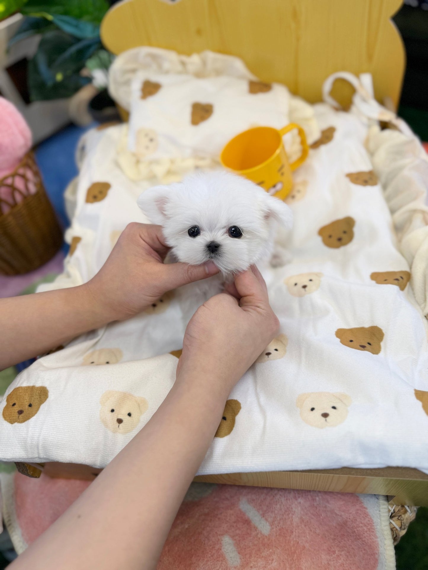 Maltese - Coca(Female) - Beautiful puppy teacup puppy with adorable features available for adoption from Velydog