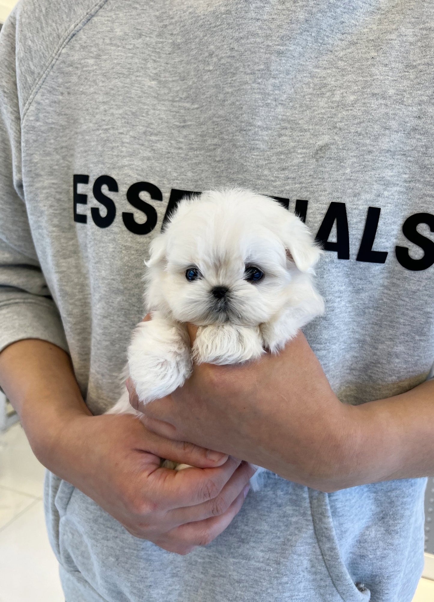 Maltese - Coucou - Beautiful puppy teacup puppy with adorable features available for adoption from Velydog