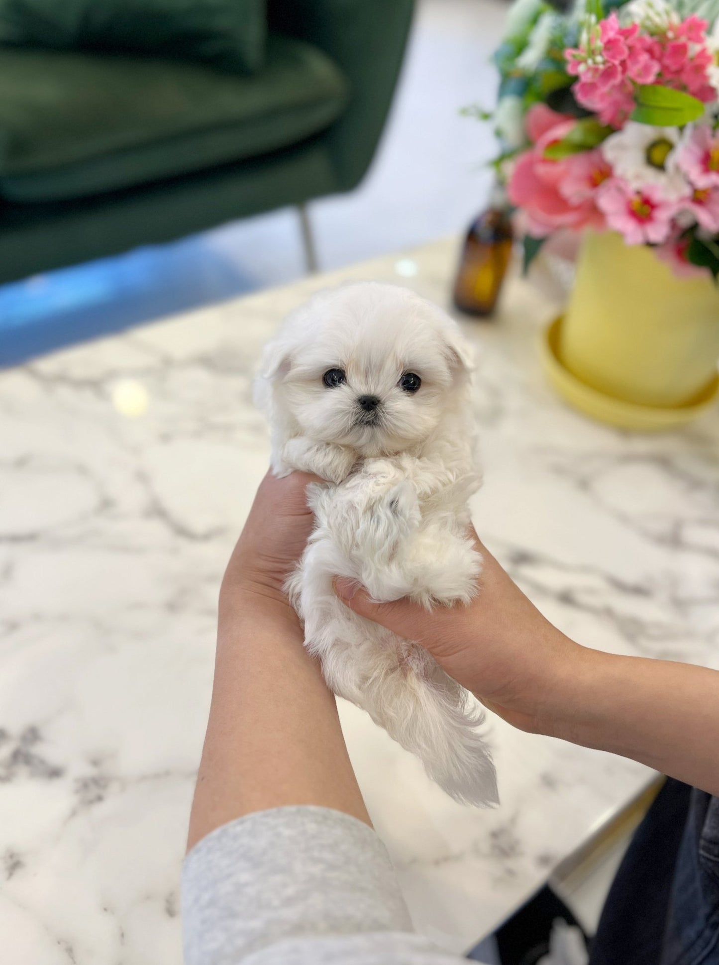 Maltese - Coucou - Beautiful puppy teacup puppy with adorable features available for adoption from Velydog