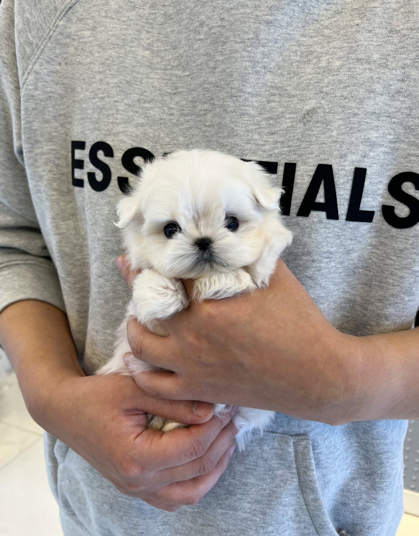 Maltese - Coucou - Beautiful puppy teacup puppy with adorable features available for adoption from Velydog
