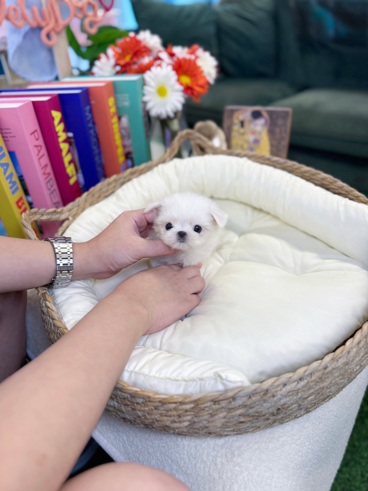 Maltese - Faye(Female) - Beautiful puppy teacup puppy with adorable features available for adoption from Velydog