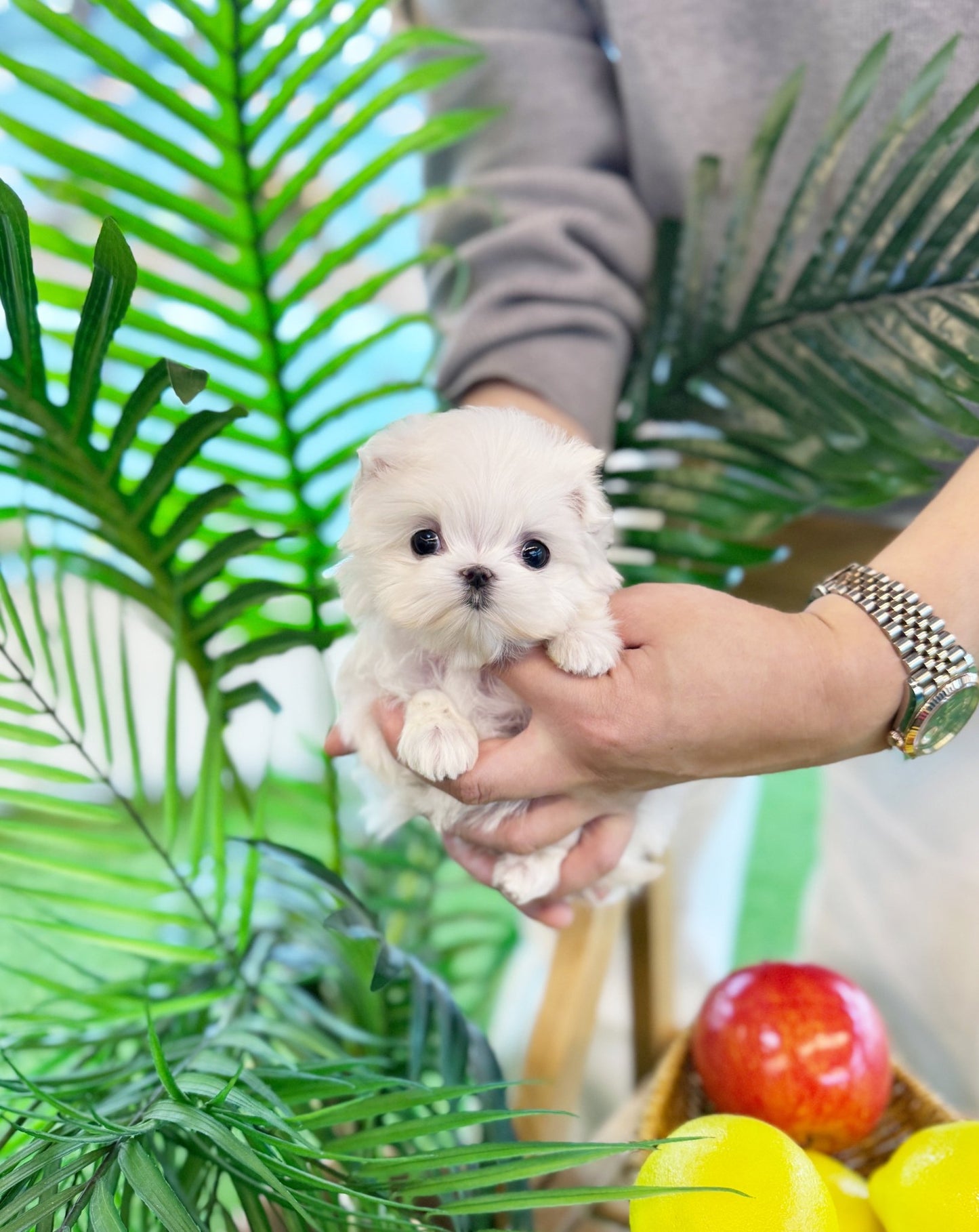 Maltese - Haro(Female) - Beautiful puppy teacup puppy with adorable features available for adoption from Velydog