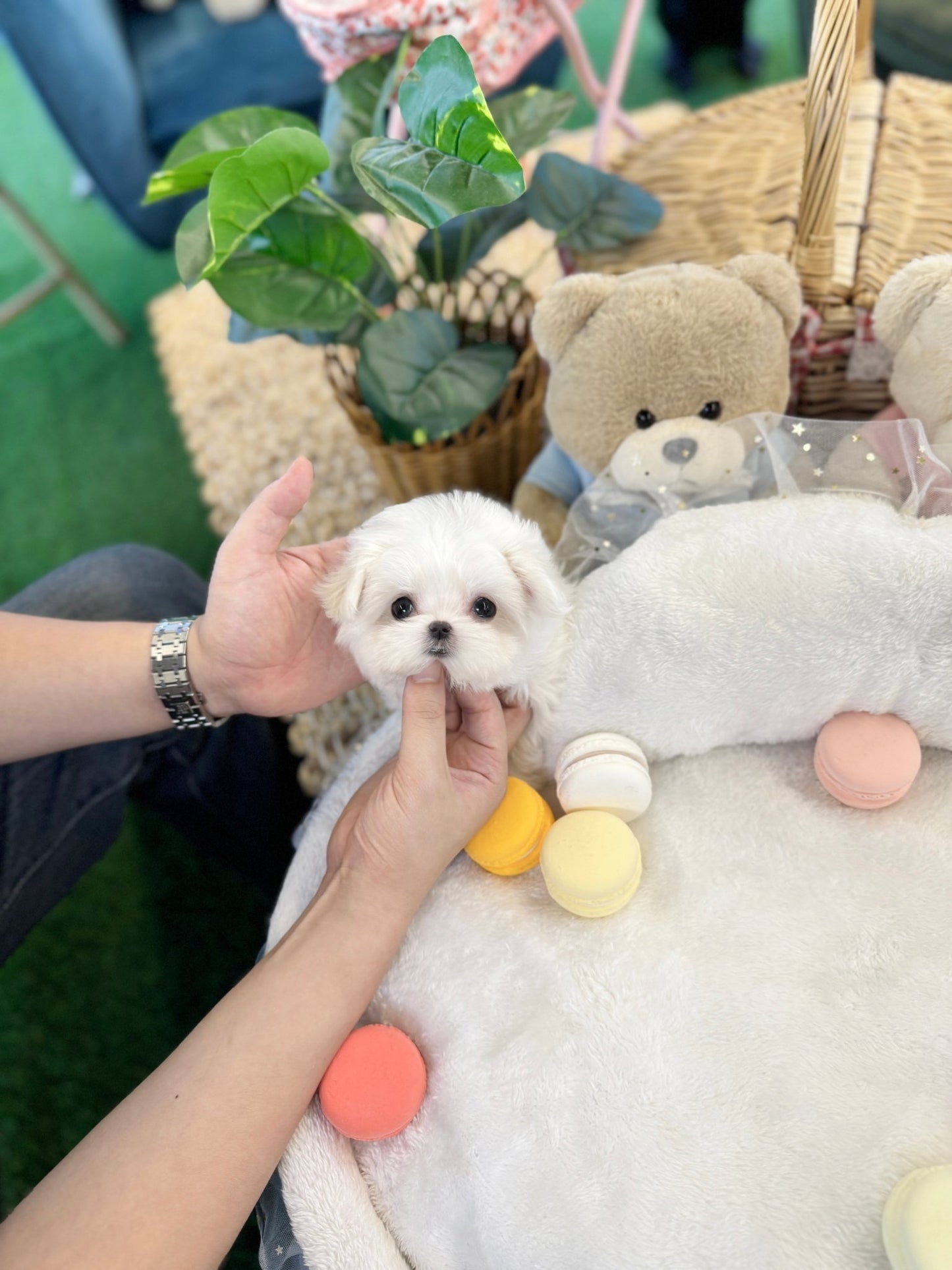 Maltese - Kiki(Male) - Beautiful puppy teacup puppy with adorable features available for adoption from Velydog