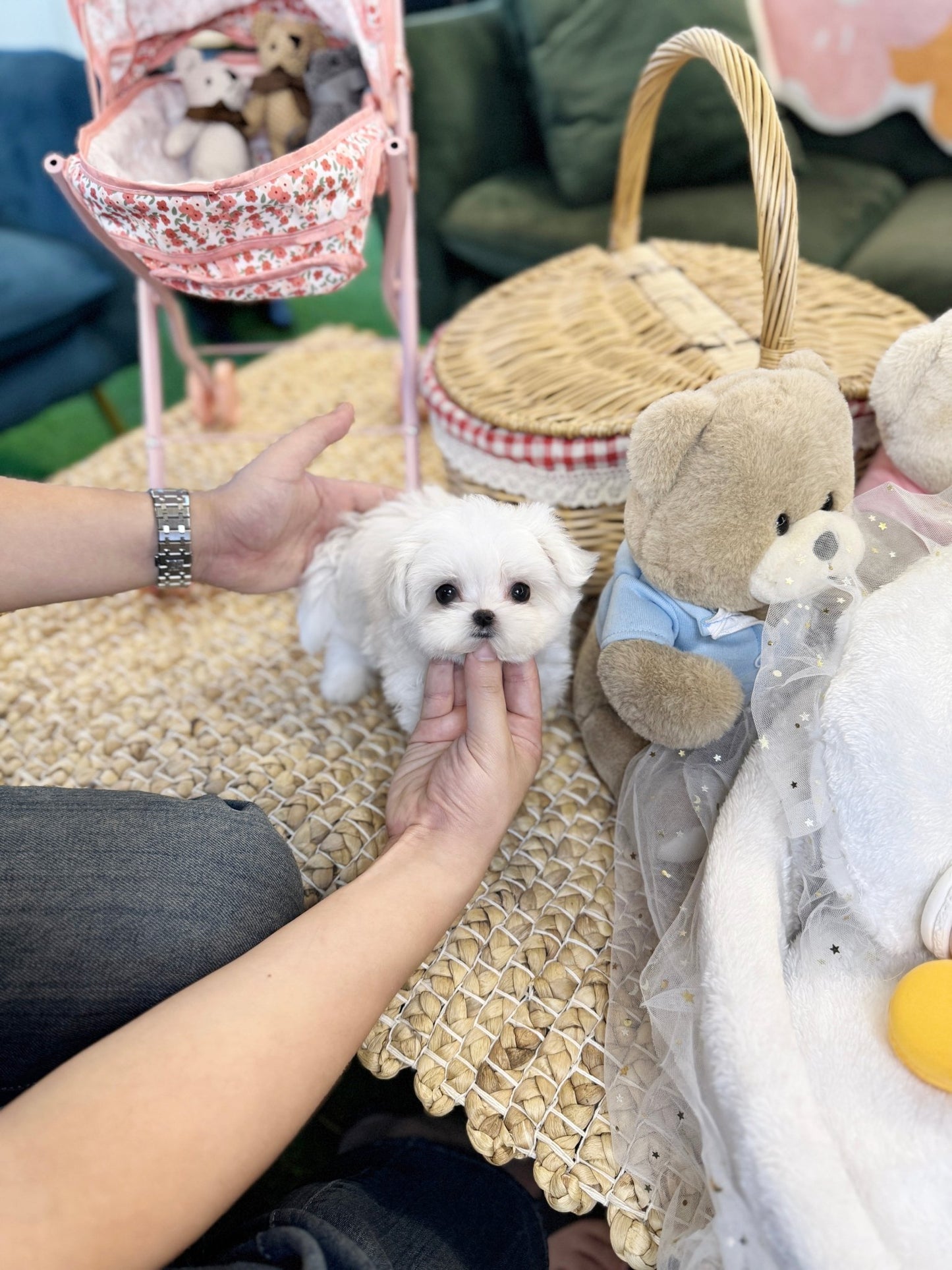Maltese - Kiki(Male) - Beautiful puppy teacup puppy with adorable features available for adoption from Velydog