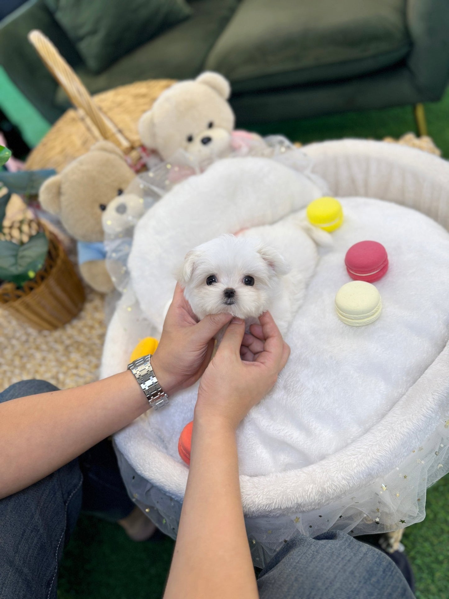 Maltese - Kiki(Male) - Beautiful puppy teacup puppy with adorable features available for adoption from Velydog