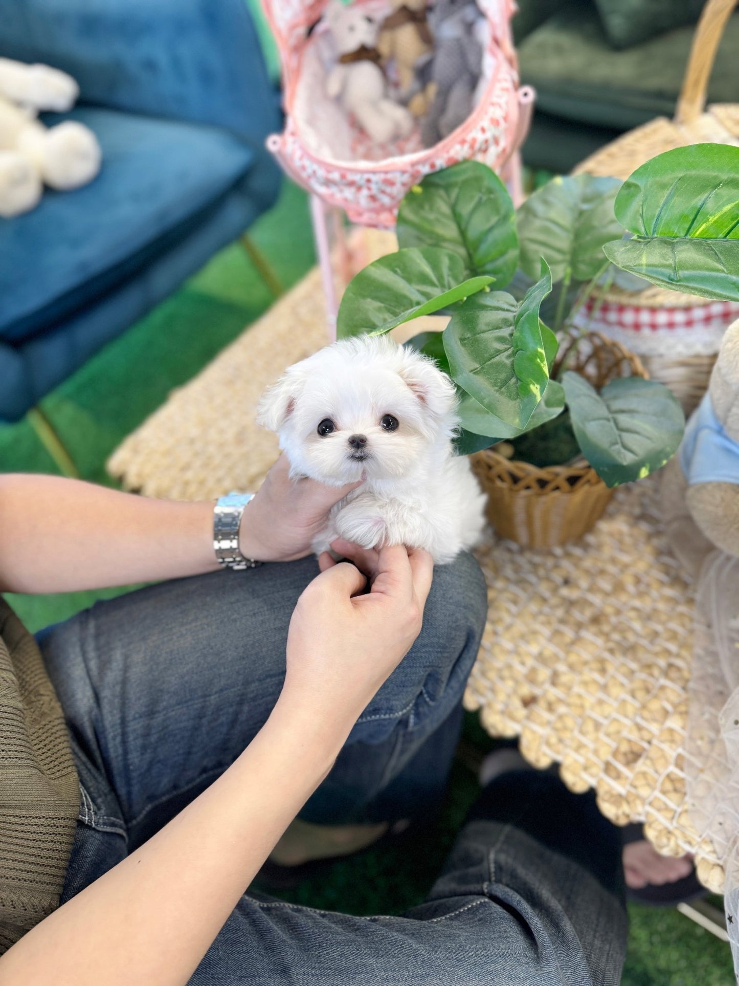 Maltese - Kiki(Male) - Beautiful puppy teacup puppy with adorable features available for adoption from Velydog
