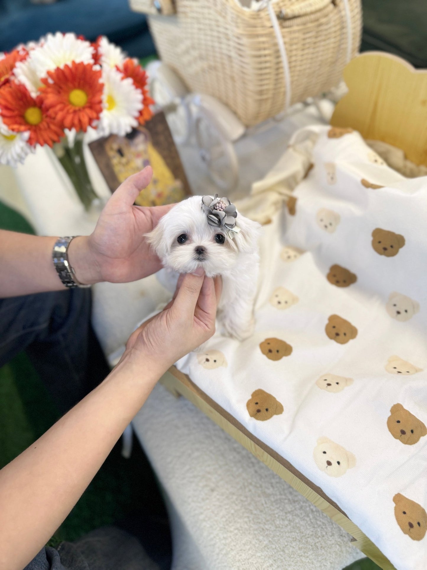 Maltese - Koko(Female) - Beautiful puppy teacup puppy with adorable features available for adoption from Velydog