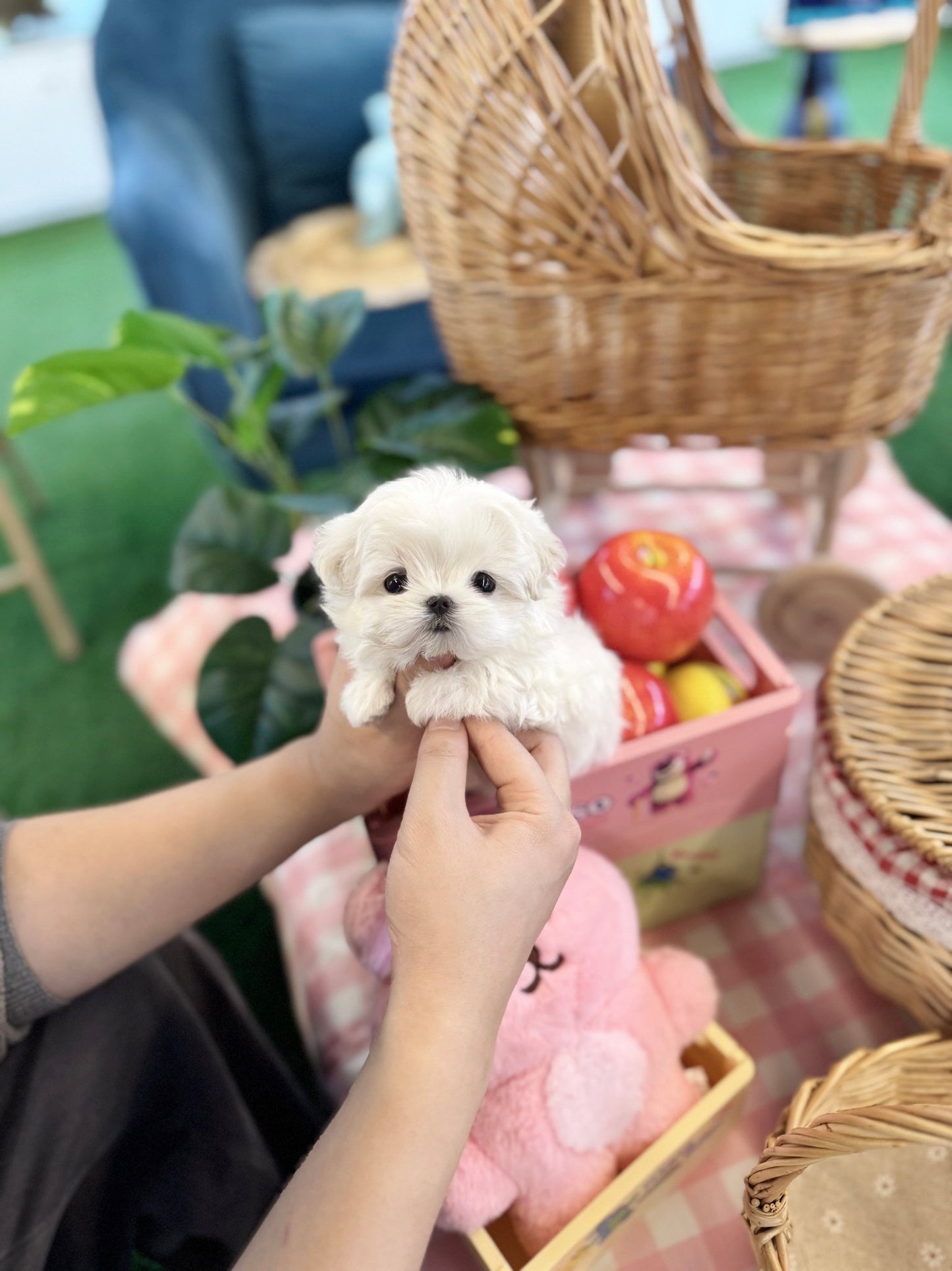 Maltese - Lily(Female) - Beautiful puppy teacup puppy with adorable features available for adoption from Velydog