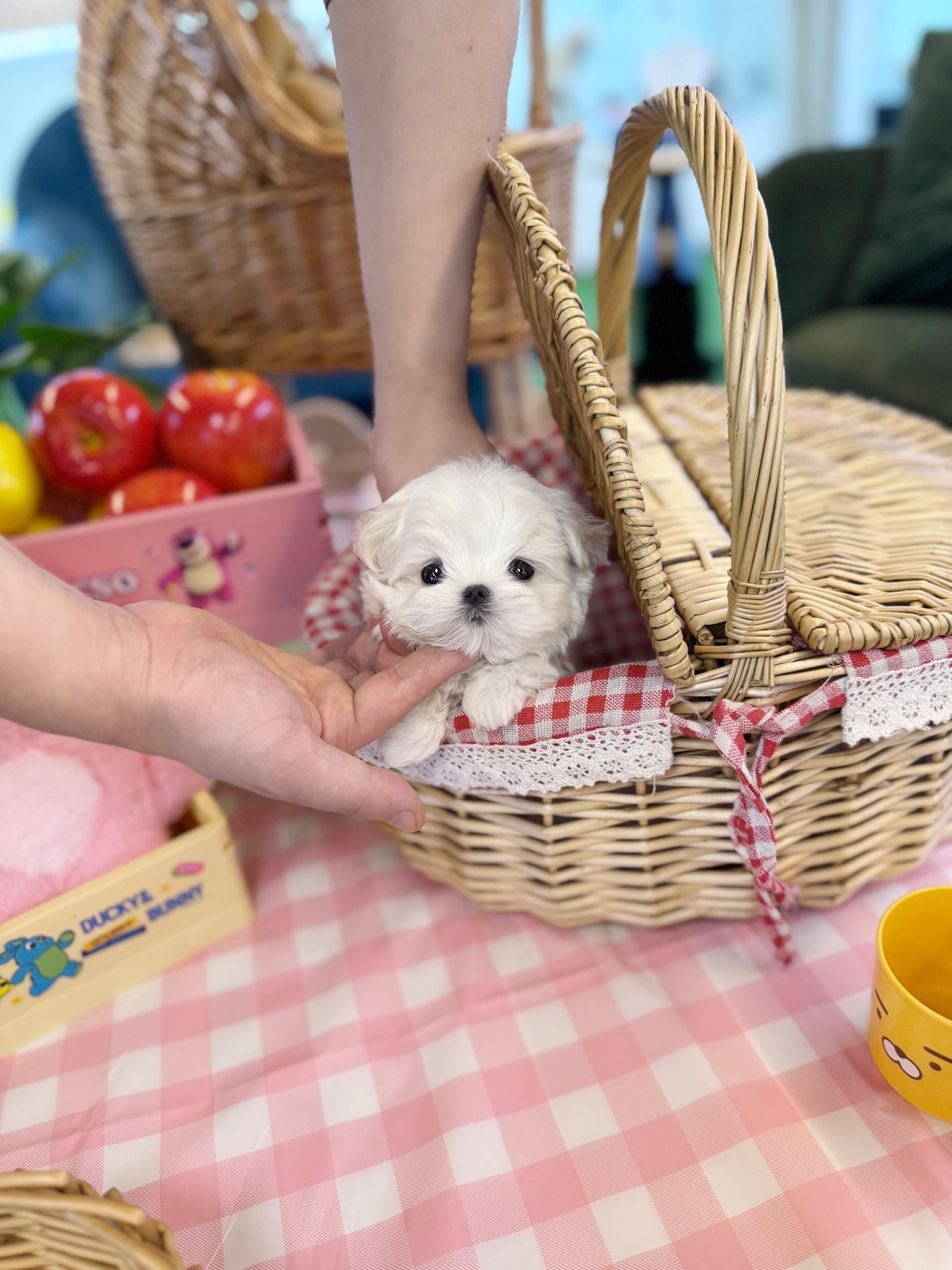 Maltese - Lily(Female) - Beautiful puppy teacup puppy with adorable features available for adoption from Velydog