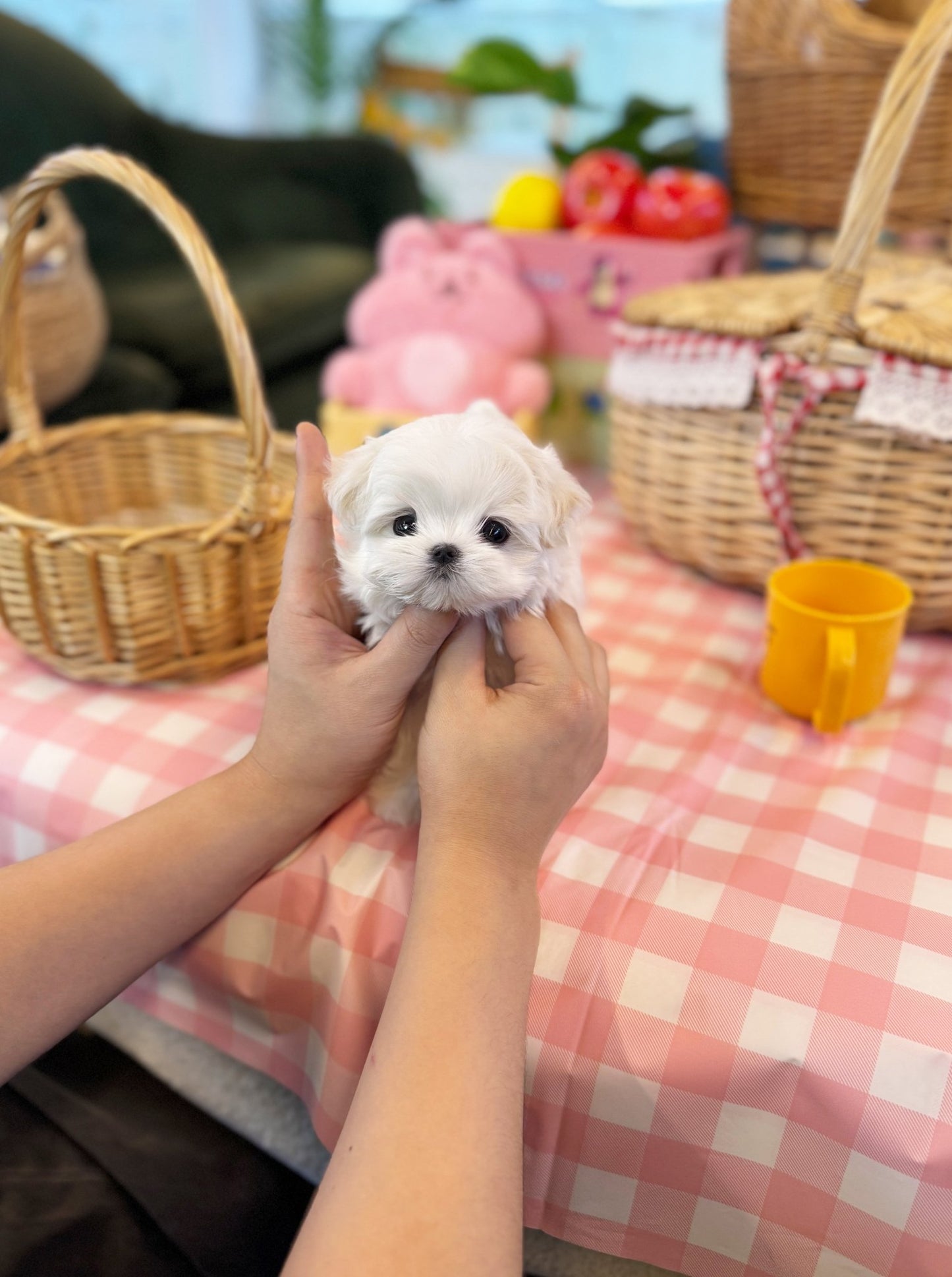Maltese - Lily(Female) - Beautiful puppy teacup puppy with adorable features available for adoption from Velydog