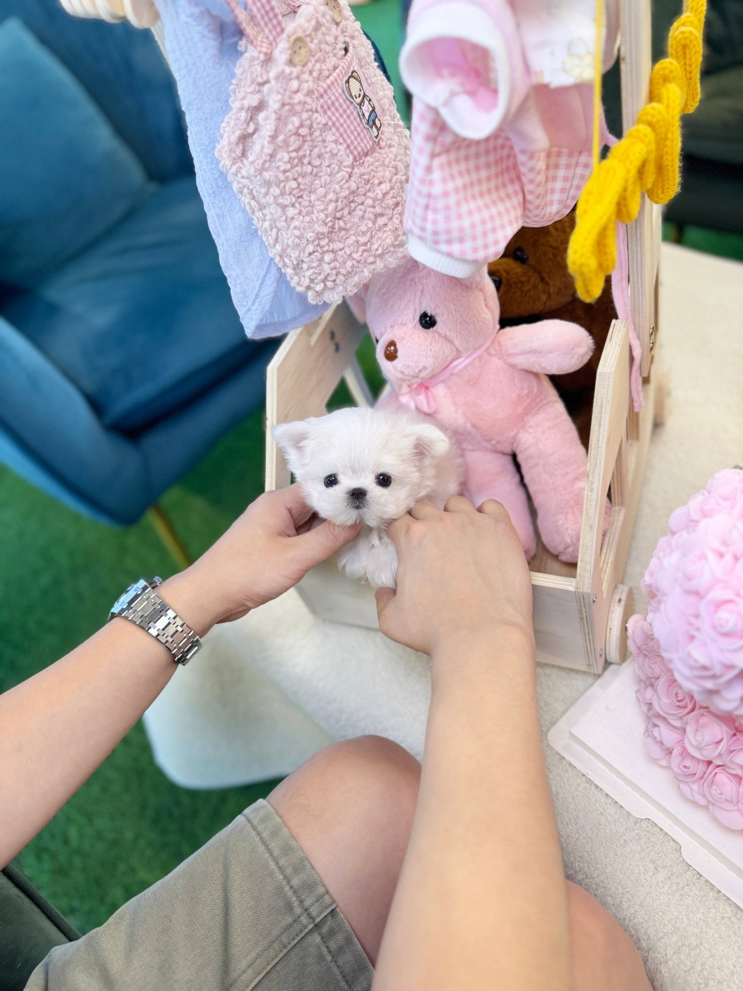 Maltese - Mcqueen(Female) - Beautiful puppy teacup puppy with adorable features available for adoption from Velydog
