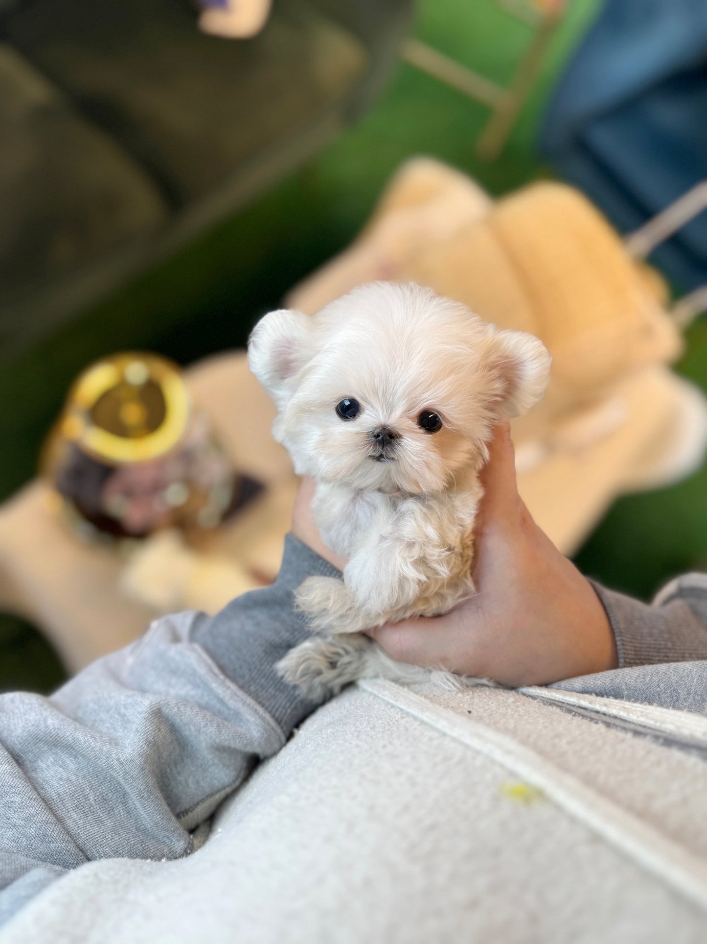 Maltese - Miki(female) - Beautiful puppy teacup puppy with adorable features available for adoption from Velydog