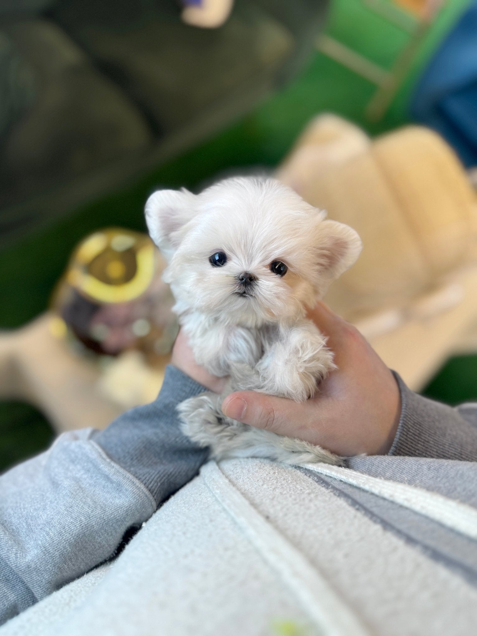 Maltese Rescue Micro Maltese Puppies For Sale Near Me Maltese