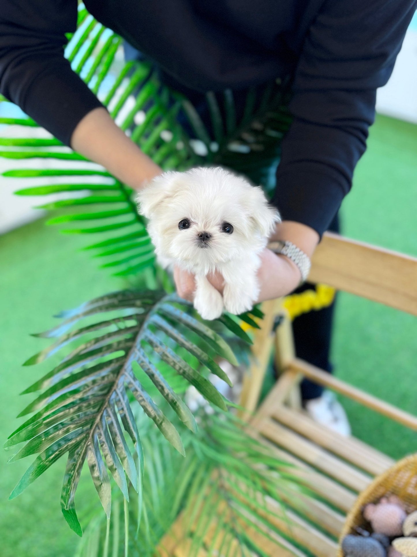 Maltese - Star(Female) - Beautiful puppy teacup puppy with adorable features available for adoption from Velydog