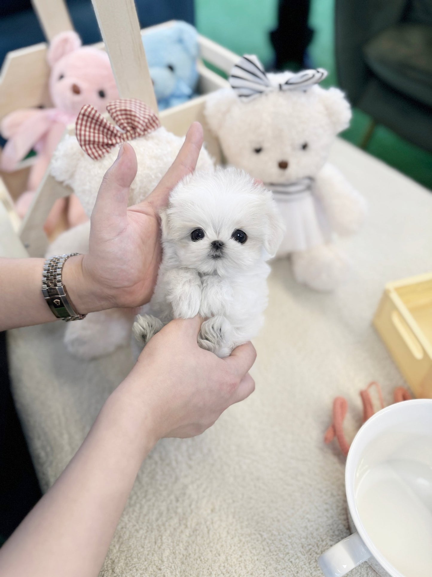 Maltese - Sunny(Female) - Beautiful puppy teacup puppy with adorable features available for adoption from Velydog