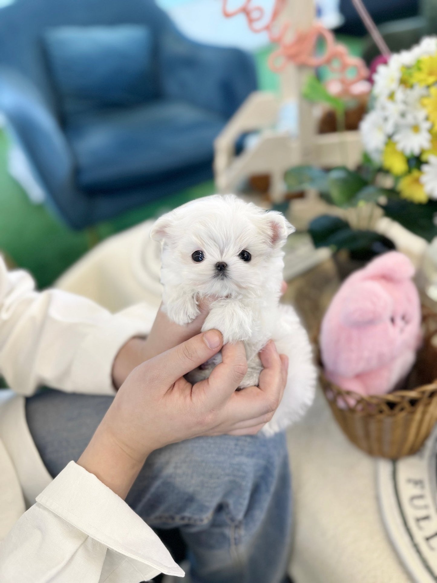 Maltese - Wink(Male) - Beautiful puppy teacup puppy with adorable features available for adoption from Velydog