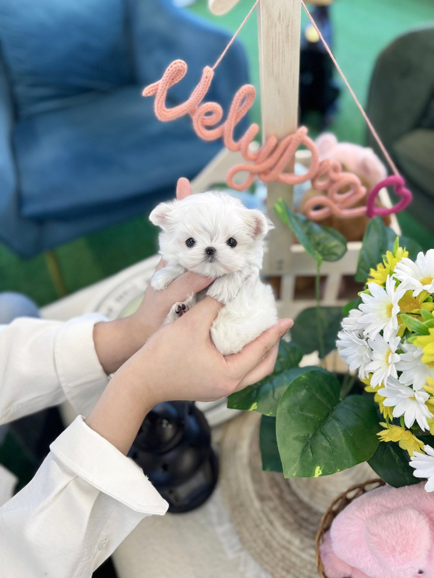 Maltese - Wink(Male) - Beautiful puppy teacup puppy with adorable features available for adoption from Velydog
