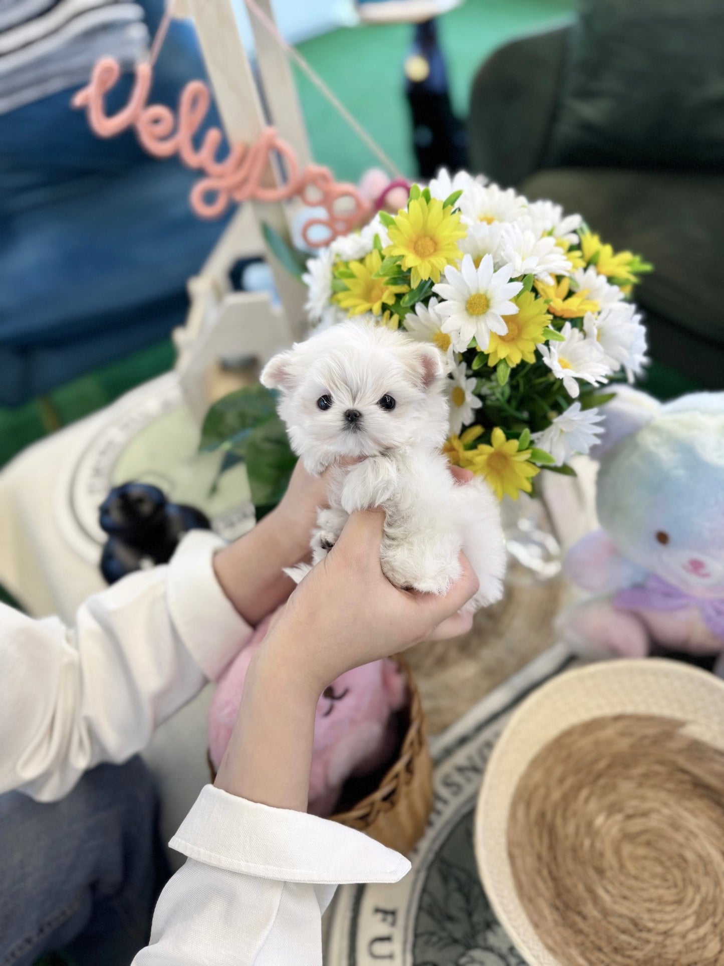 Maltese - Wink(Male) - Beautiful puppy teacup puppy with adorable features available for adoption from Velydog