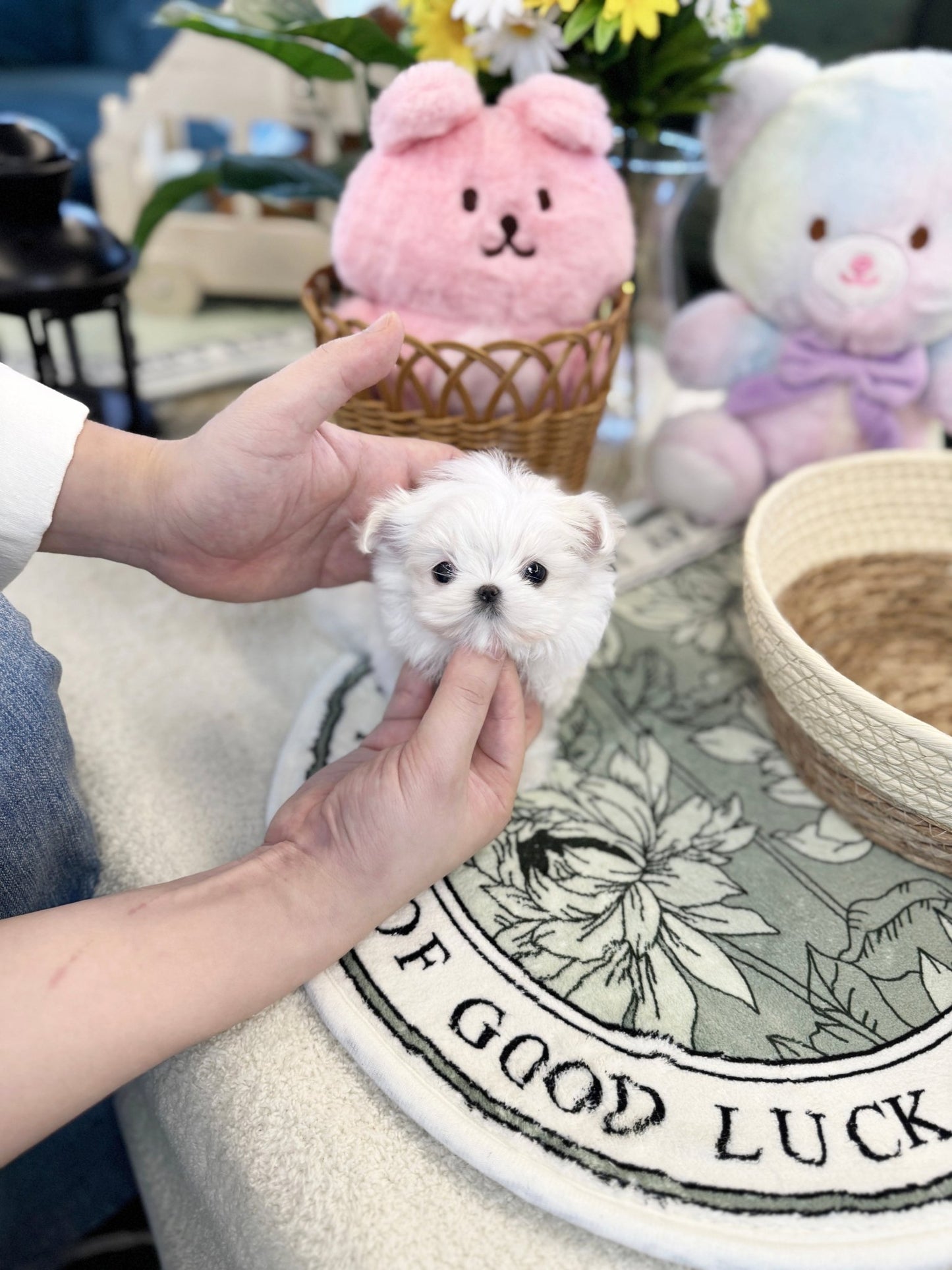 Maltese - Wink(Male) - Beautiful puppy teacup puppy with adorable features available for adoption from Velydog