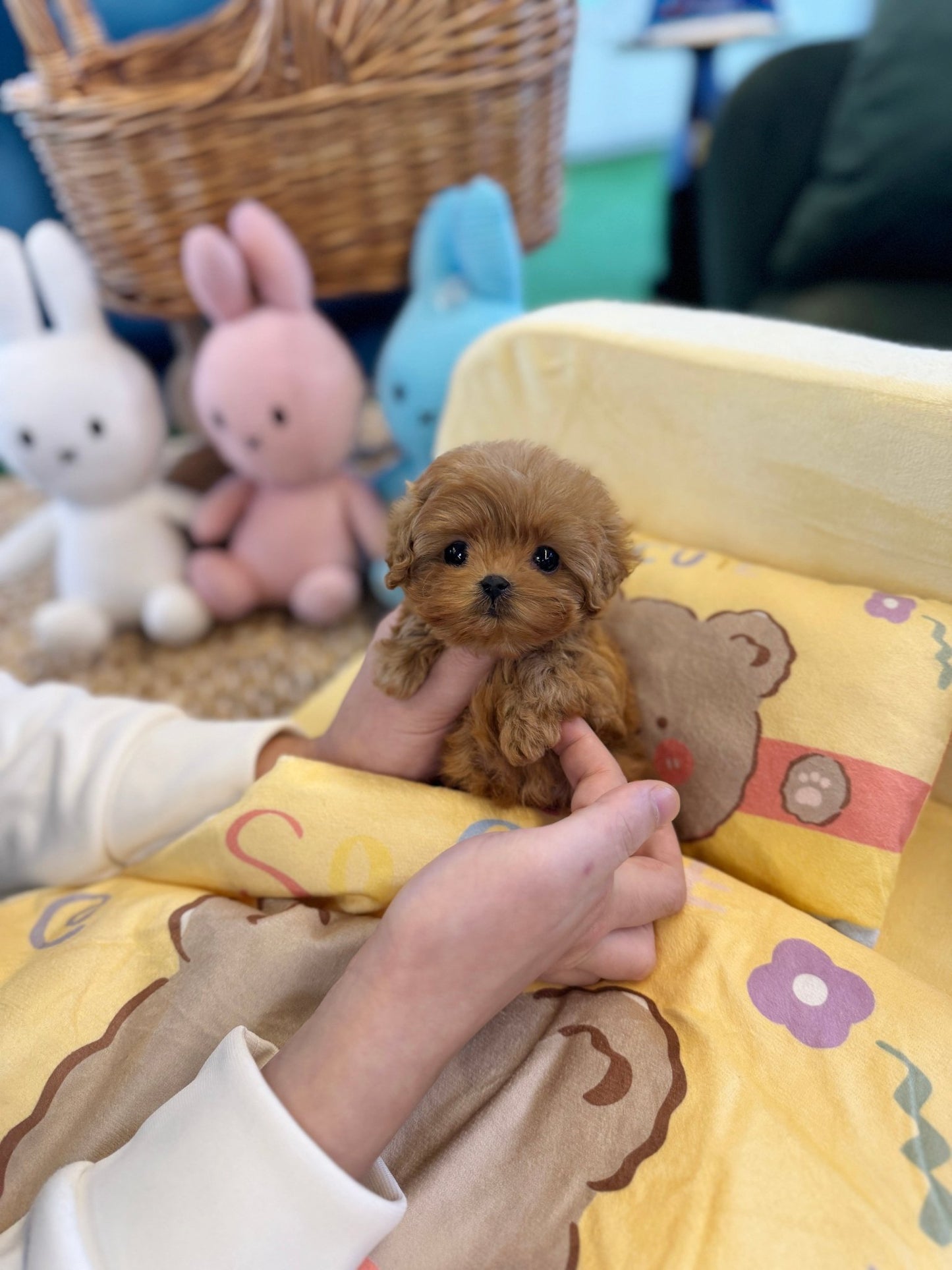 Maltipoo - Bebe(Female) - Beautiful puppy teacup puppy with adorable features available for adoption from Velydog