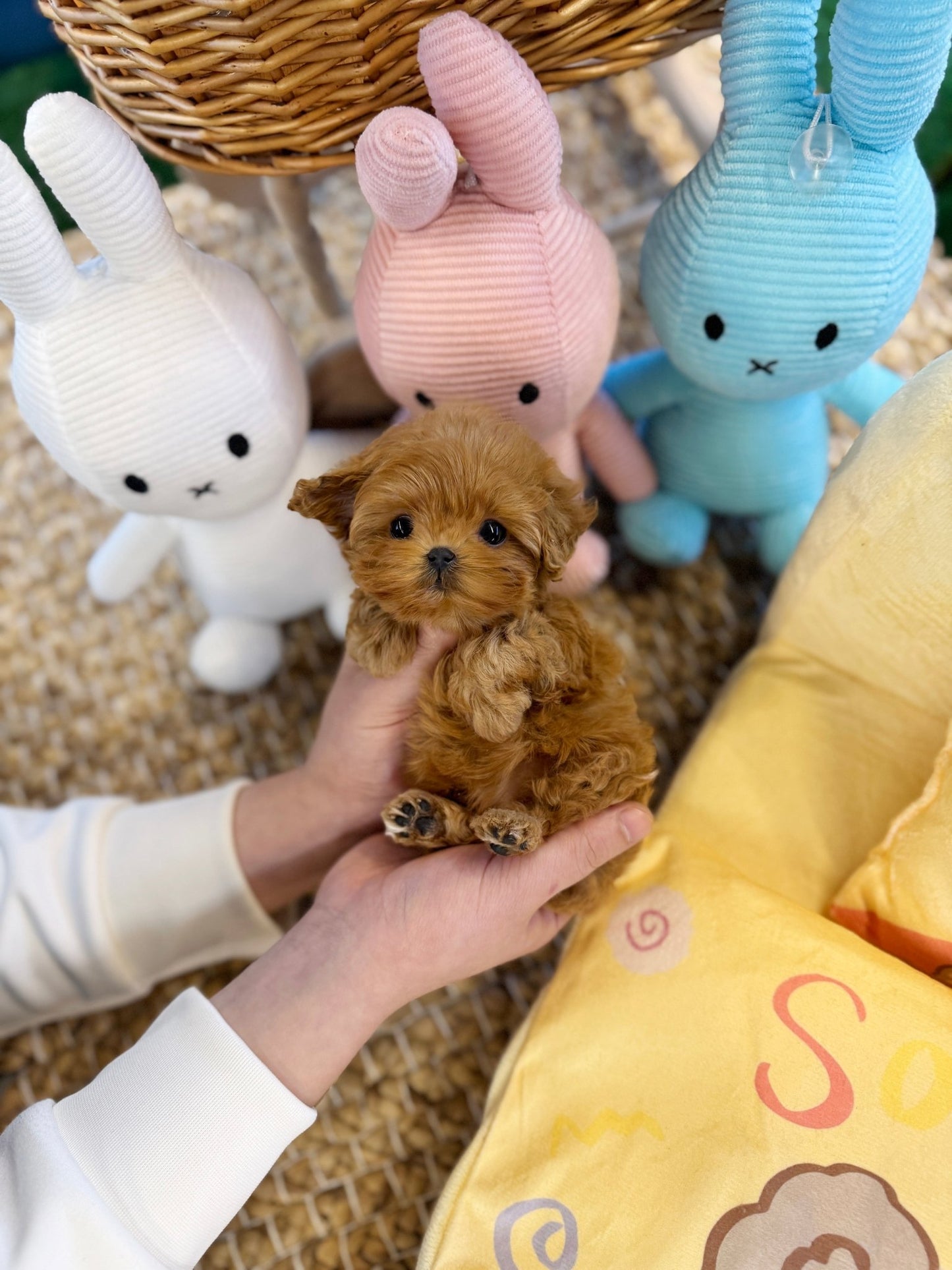 Maltipoo - Bebe(Female) - Beautiful puppy teacup puppy with adorable features available for adoption from Velydog