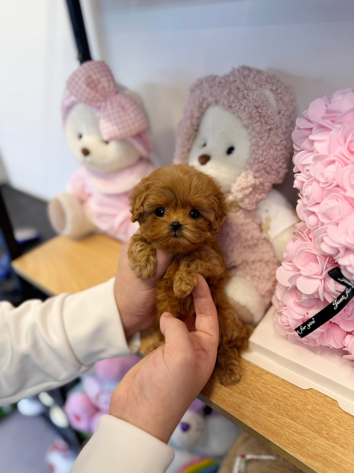 Maltipoo - Bebe(Female) - Beautiful puppy teacup puppy with adorable features available for adoption from Velydog