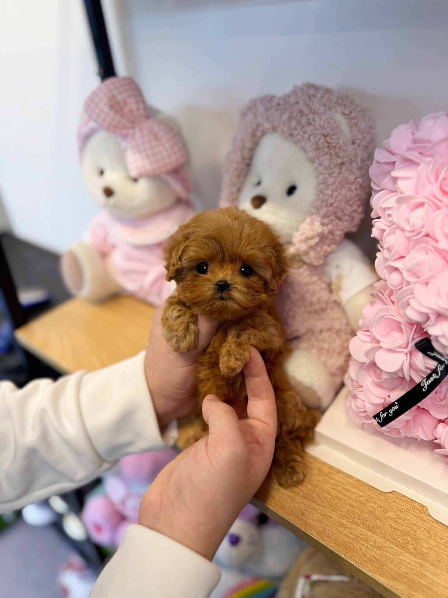 Maltipoo - Bebe(Female) - Beautiful puppy teacup puppy with adorable features available for adoption from Velydog