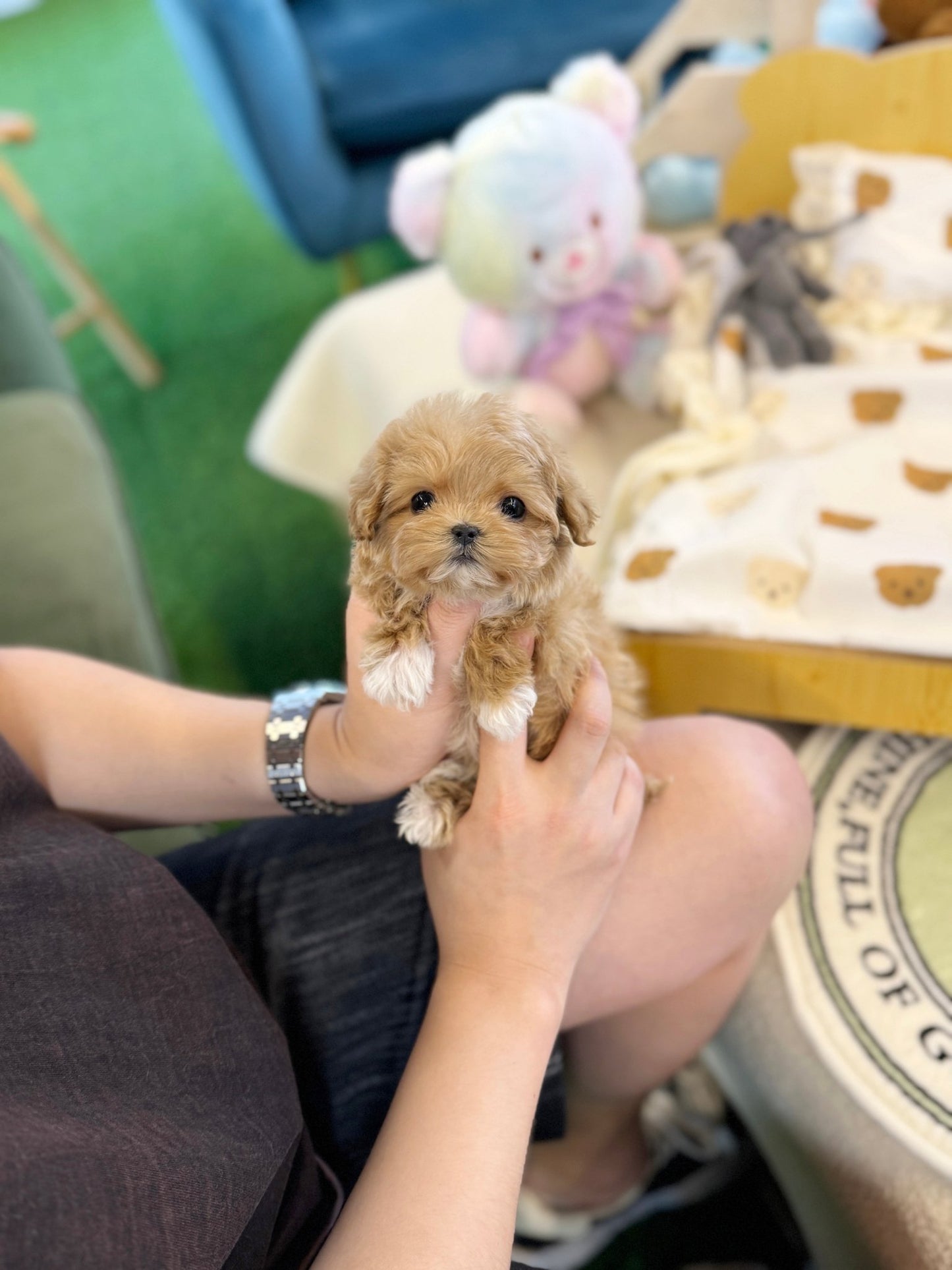 Maltipoo - Bedding(Female) - Beautiful puppy teacup puppy with adorable features available for adoption from Velydog