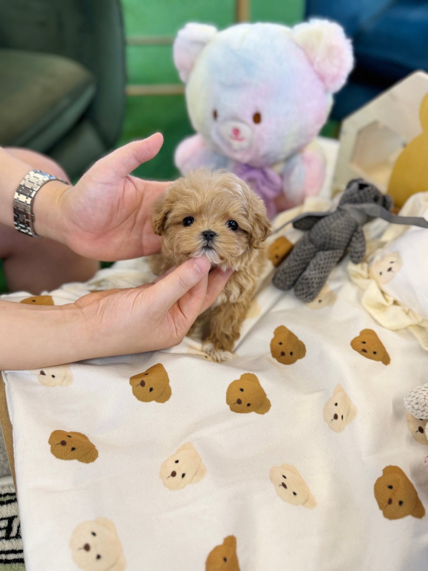Maltipoo - Bedding(Female) - Beautiful puppy teacup puppy with adorable features available for adoption from Velydog