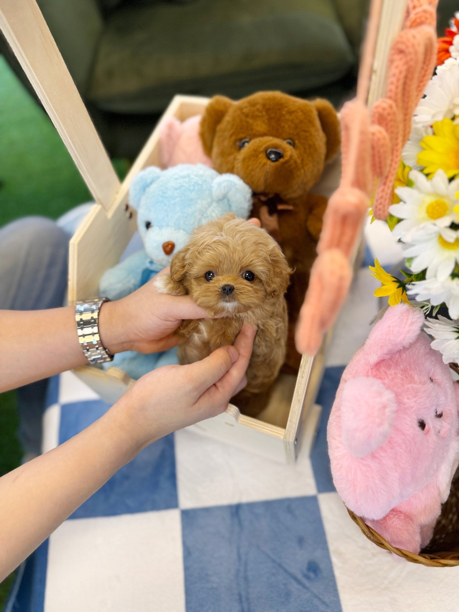 Maltipoo - Benji(Female) - Beautiful puppy teacup puppy with adorable features available for adoption from Velydog