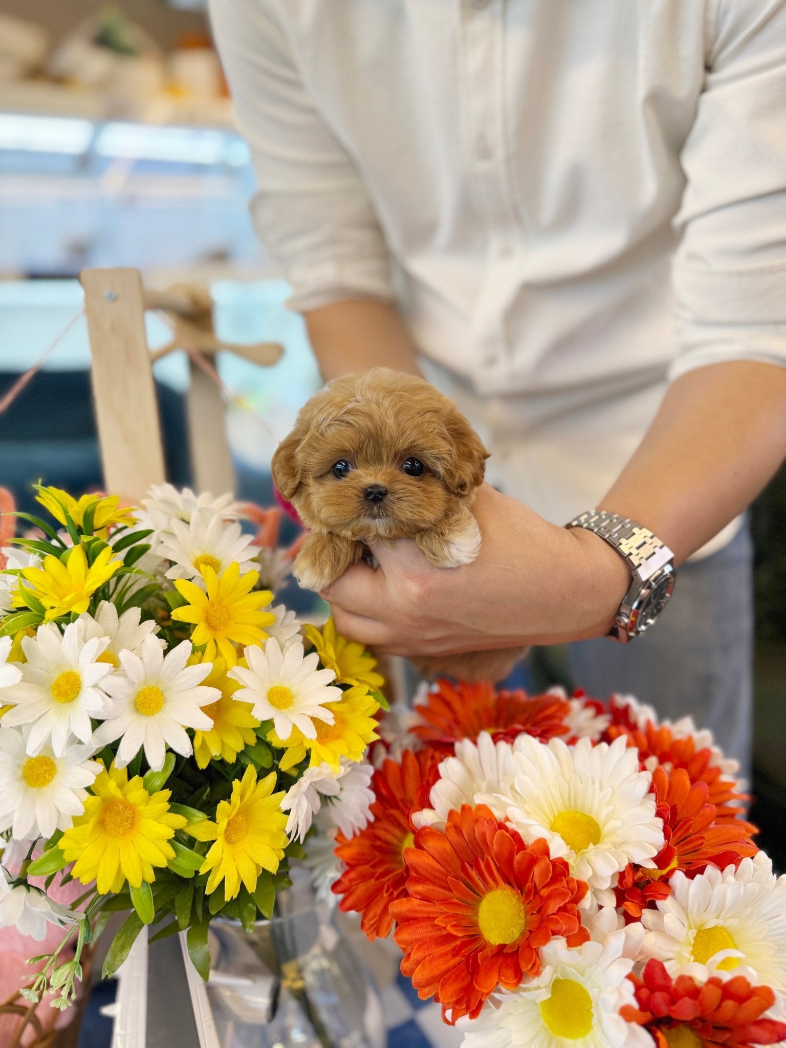 Maltipoo - Benji(Female) - Beautiful puppy teacup puppy with adorable features available for adoption from Velydog