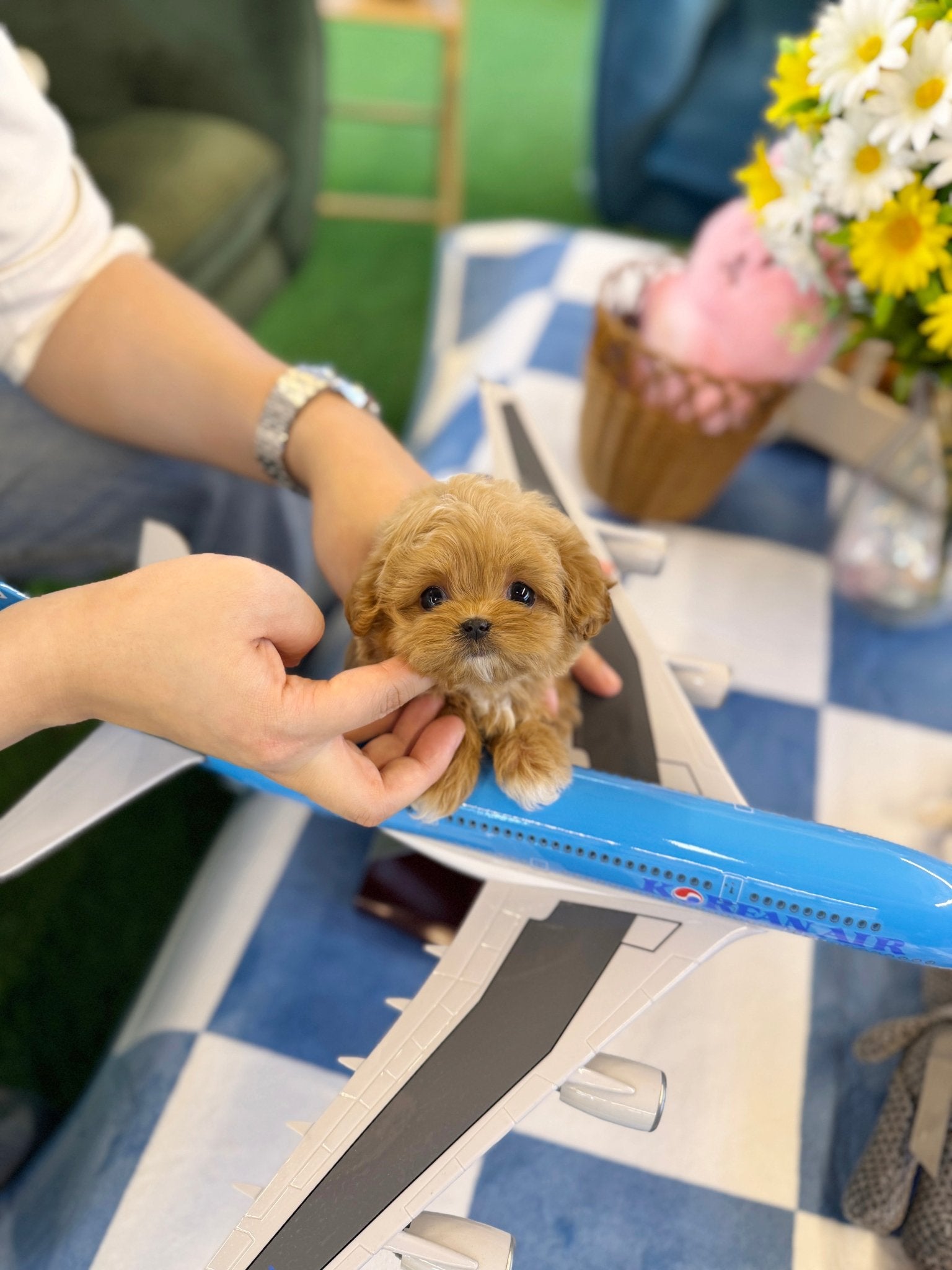 Maltipoo - Benji(Female) - Beautiful puppy teacup puppy with adorable features available for adoption from Velydog