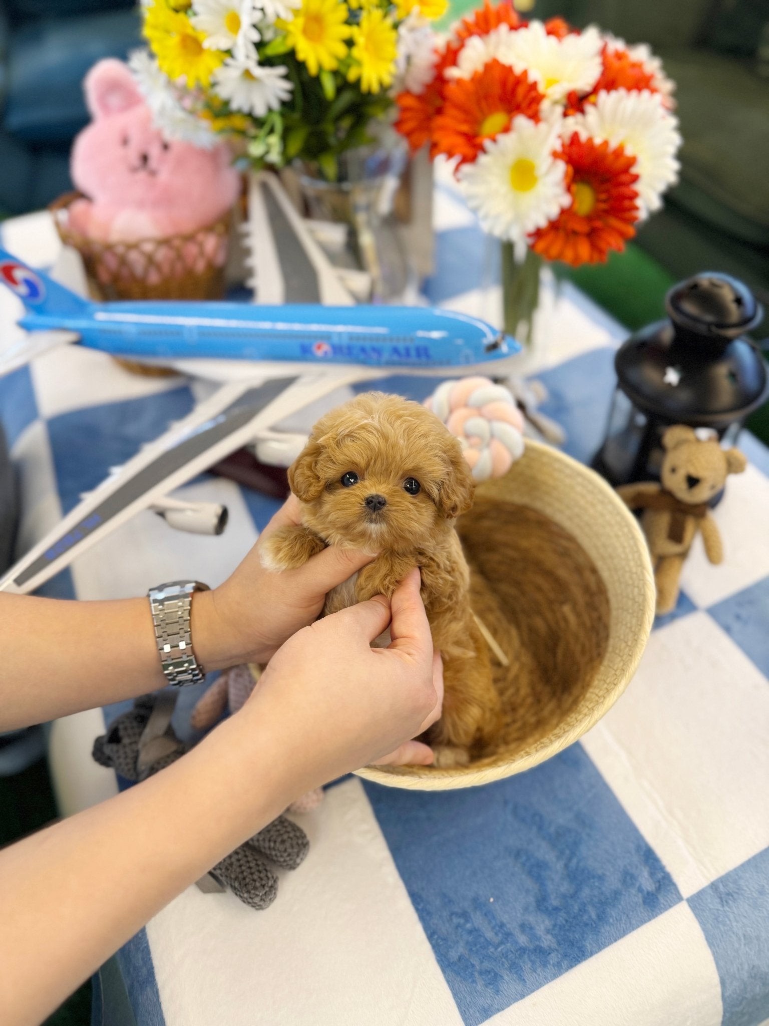 Maltipoo - Benji(Female) - Beautiful puppy teacup puppy with adorable features available for adoption from Velydog