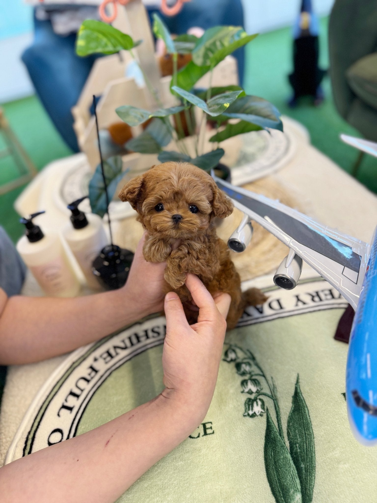 Maltipoo - Bisou(Male) - Beautiful puppy teacup puppy with adorable features available for adoption from Velydog