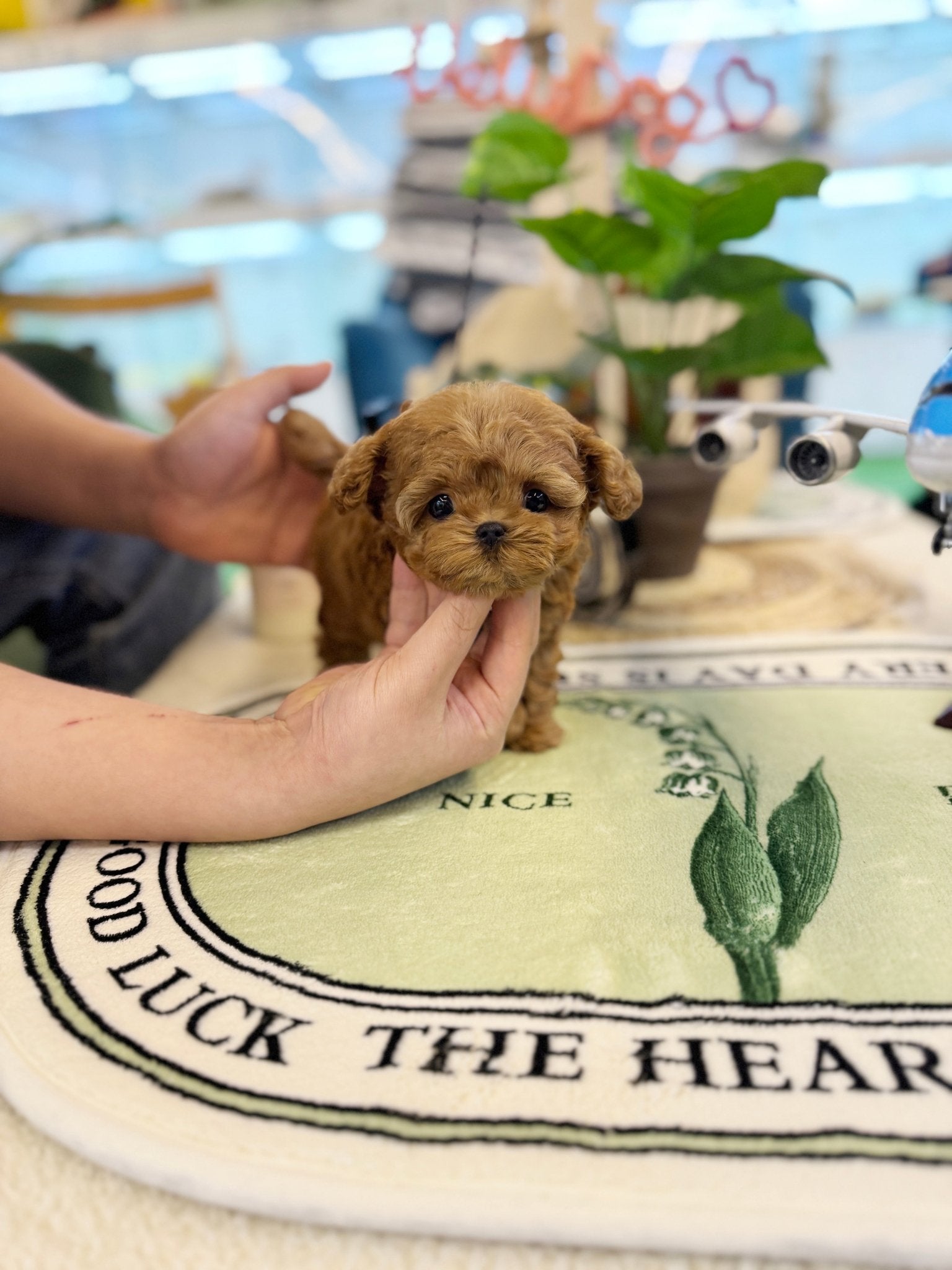 Maltipoo - Bisou(Male) - Beautiful puppy teacup puppy with adorable features available for adoption from Velydog