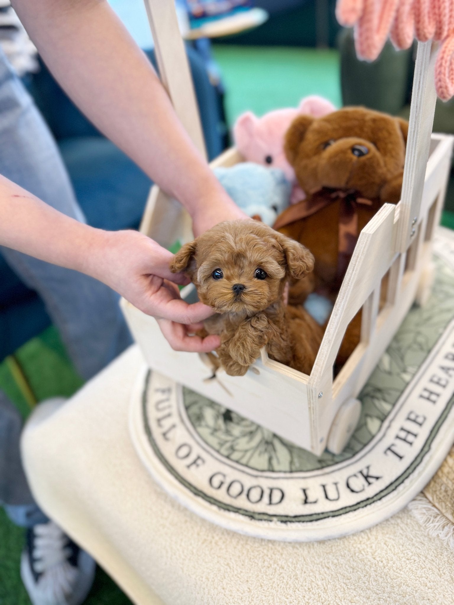 Maltipoo - Bisou(Male) - Beautiful puppy teacup puppy with adorable features available for adoption from Velydog