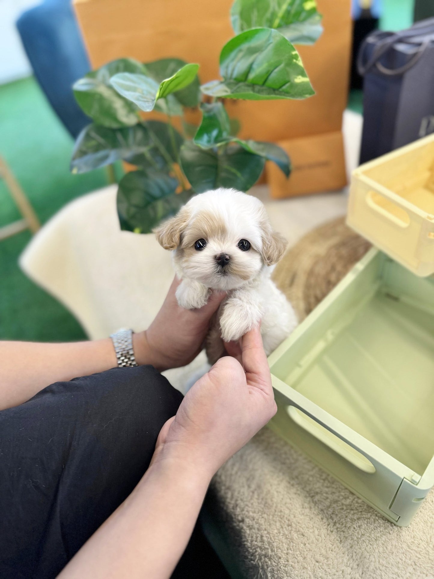 Maltipoo - Cafe(Male) - Beautiful puppy teacup puppy with adorable features available for adoption from Velydog