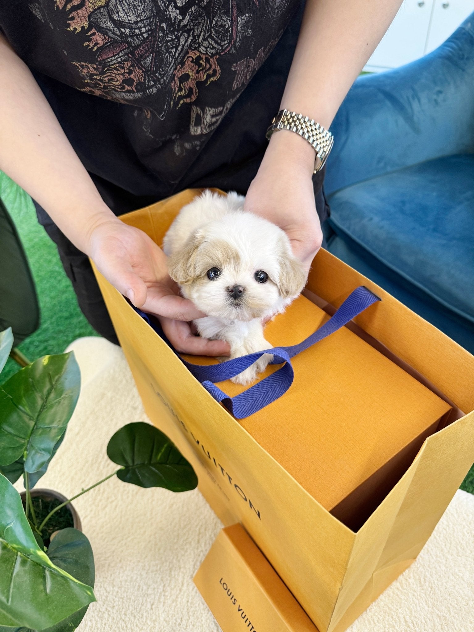 Maltipoo - Cafe(Male) - Beautiful puppy teacup puppy with adorable features available for adoption from Velydog
