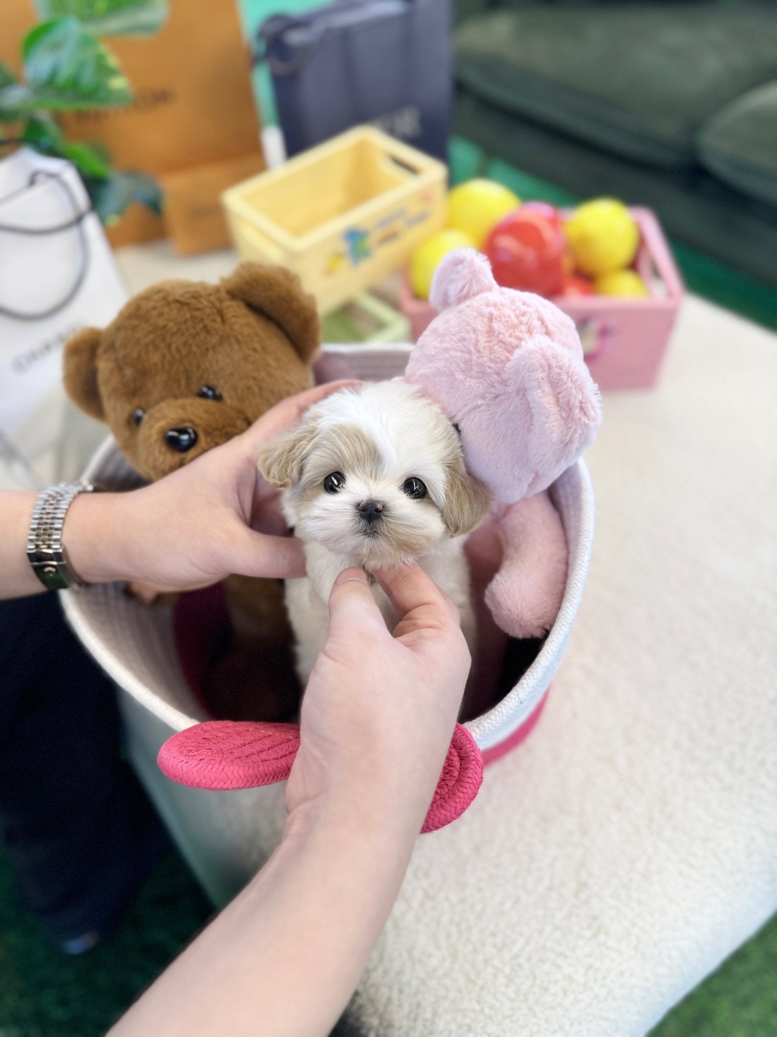 Small Dogs For Teacup Adoption Near Me Animal Small Dogs For