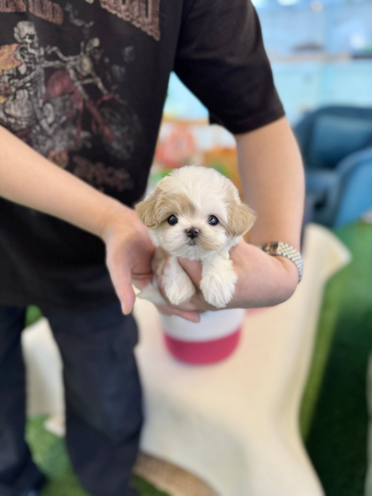 Maltipoo - Cafe(Male) - Beautiful puppy teacup puppy with adorable features available for adoption from Velydog
