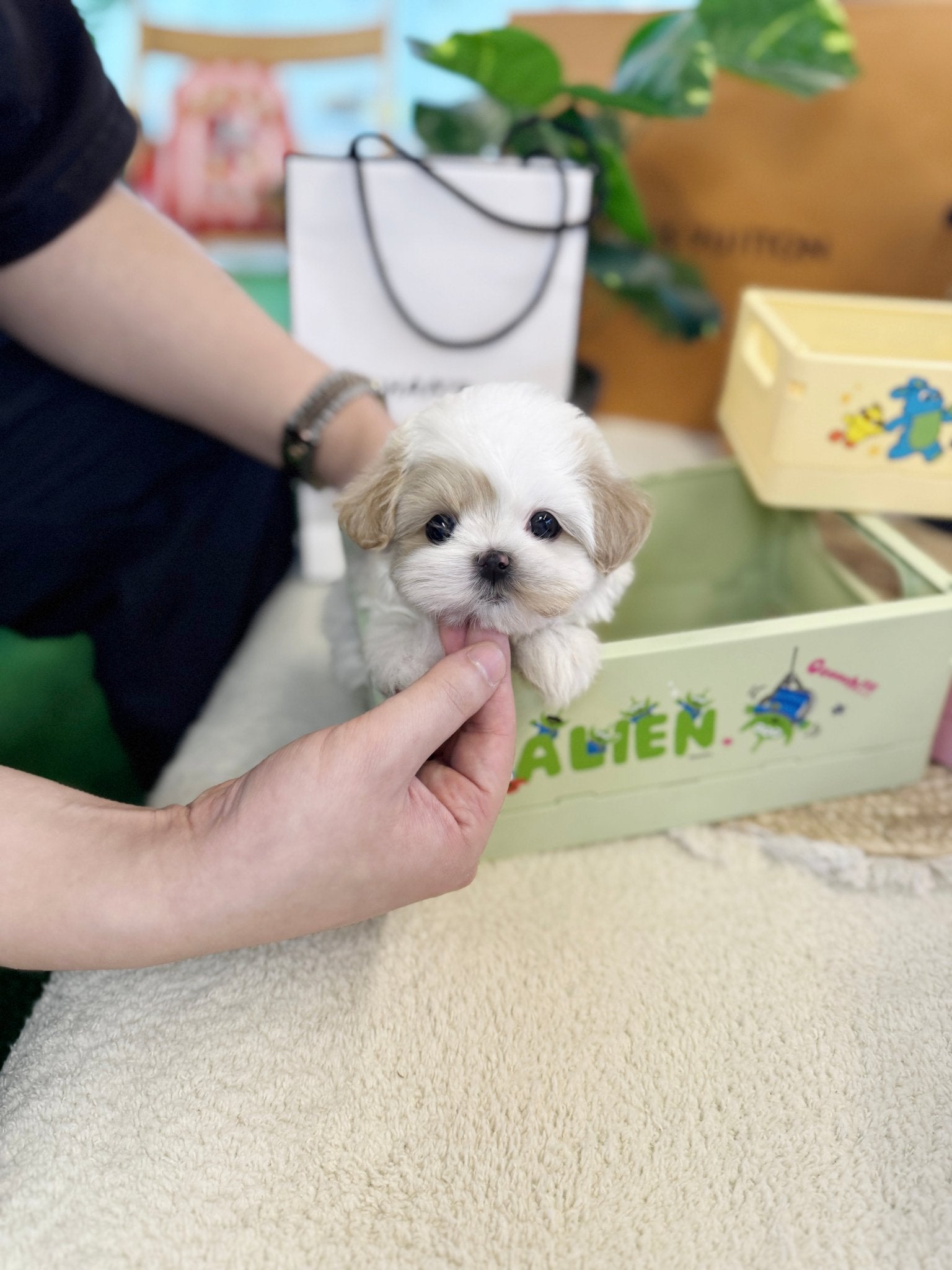 Maltipoo - Cafe(Male) - Beautiful puppy teacup puppy with adorable features available for adoption from Velydog