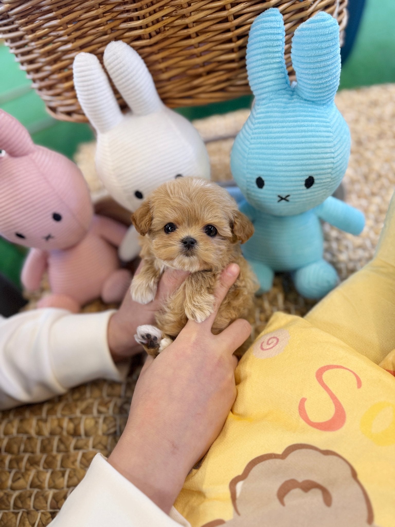 Maltipoo - Camo(Female) - Beautiful puppy teacup puppy with adorable features available for adoption from Velydog