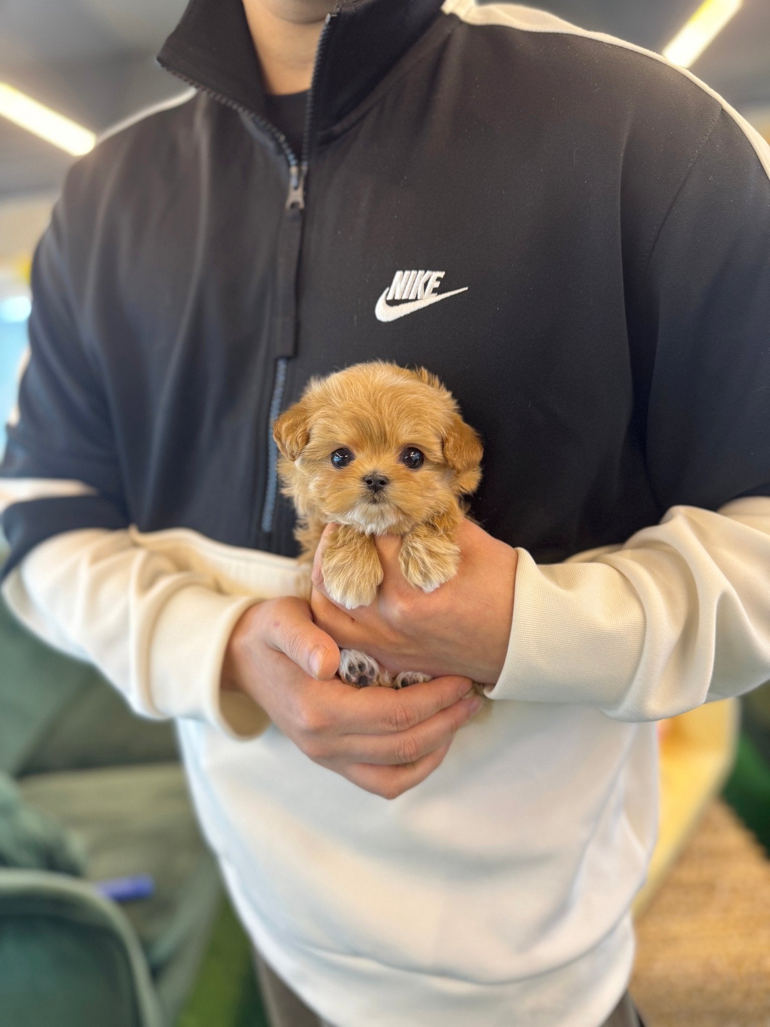 Maltipoo - Camo(Female) - Beautiful puppy teacup puppy with adorable features available for adoption from Velydog