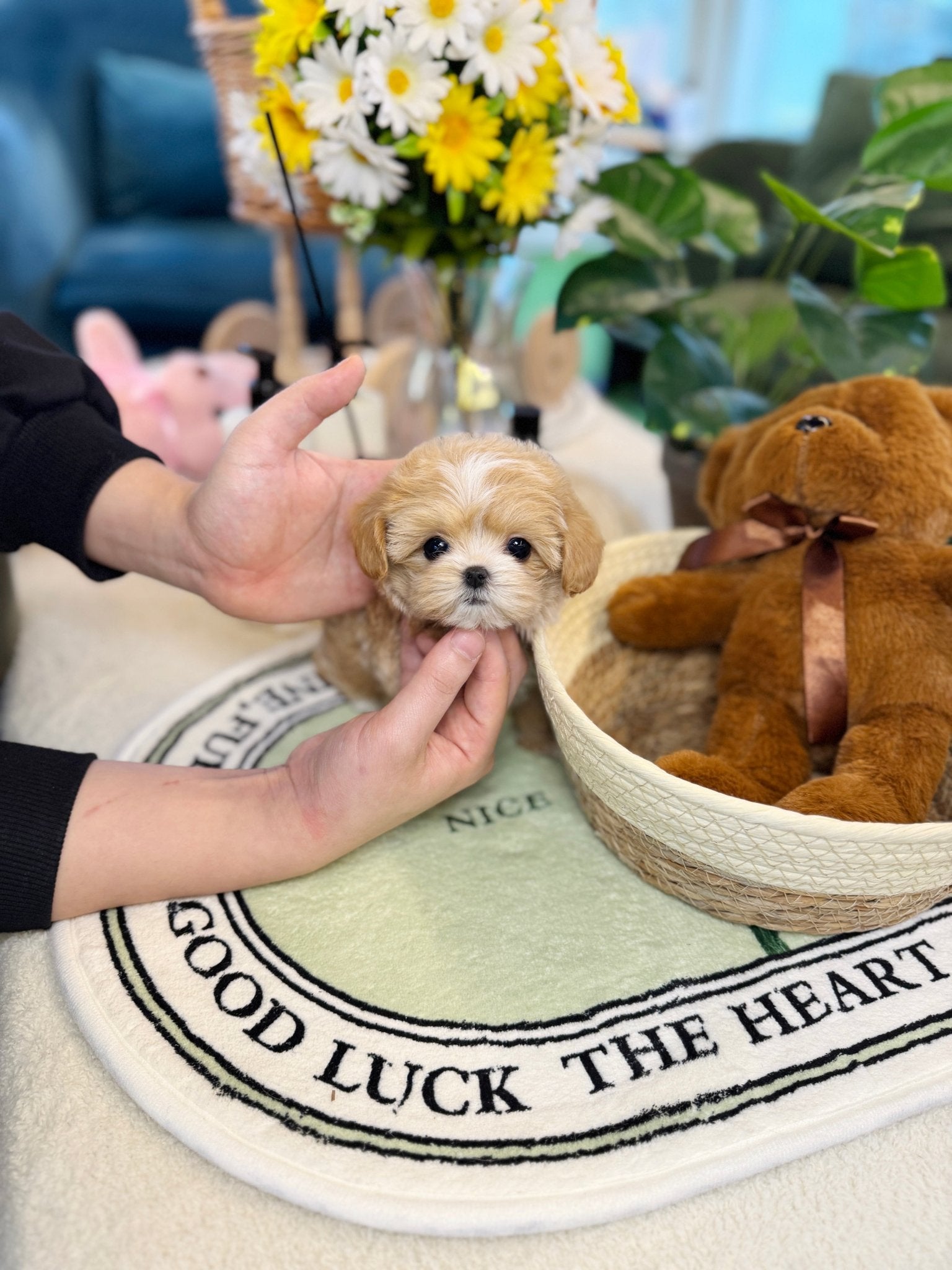Maltipoo - Cardi(Female) - Beautiful puppy teacup puppy with adorable features available for adoption from Velydog
