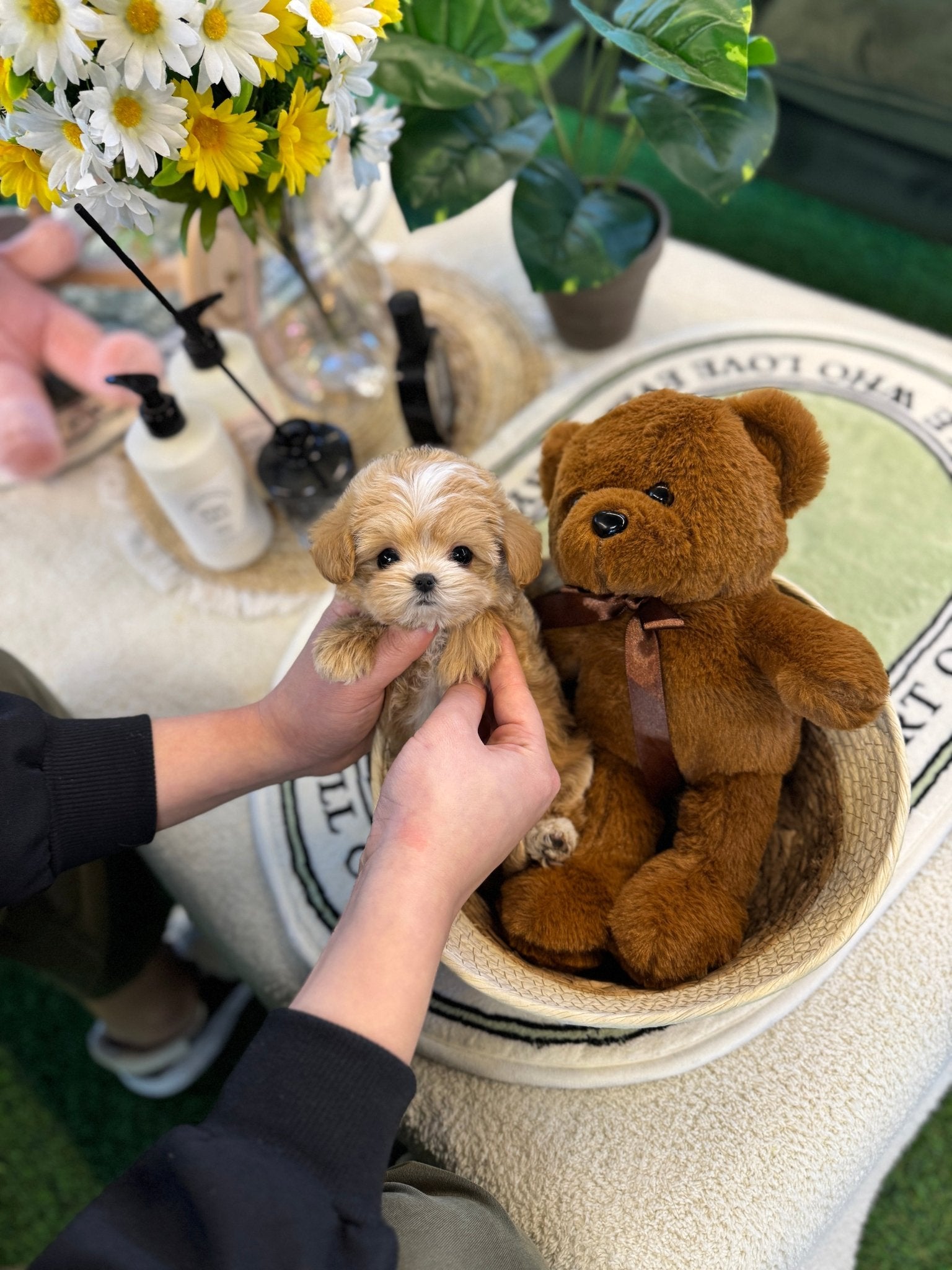 Maltipoo - Cardi(Female) - Beautiful puppy teacup puppy with adorable features available for adoption from Velydog